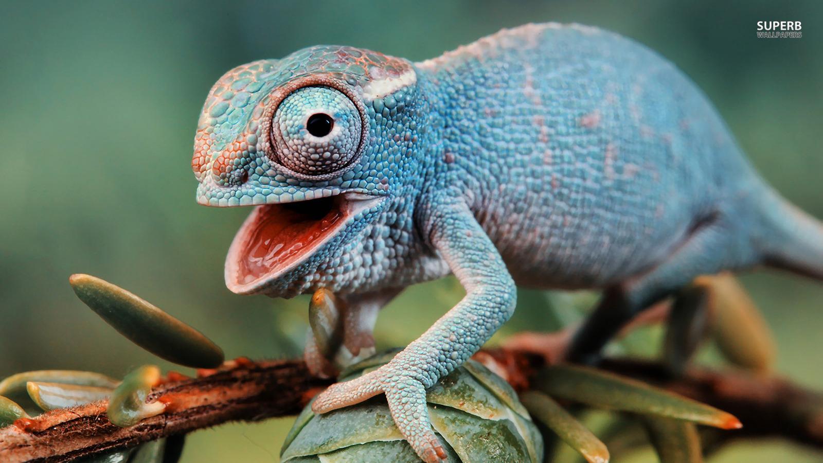 Animals image Chameleon HD wallpaper and background photo
