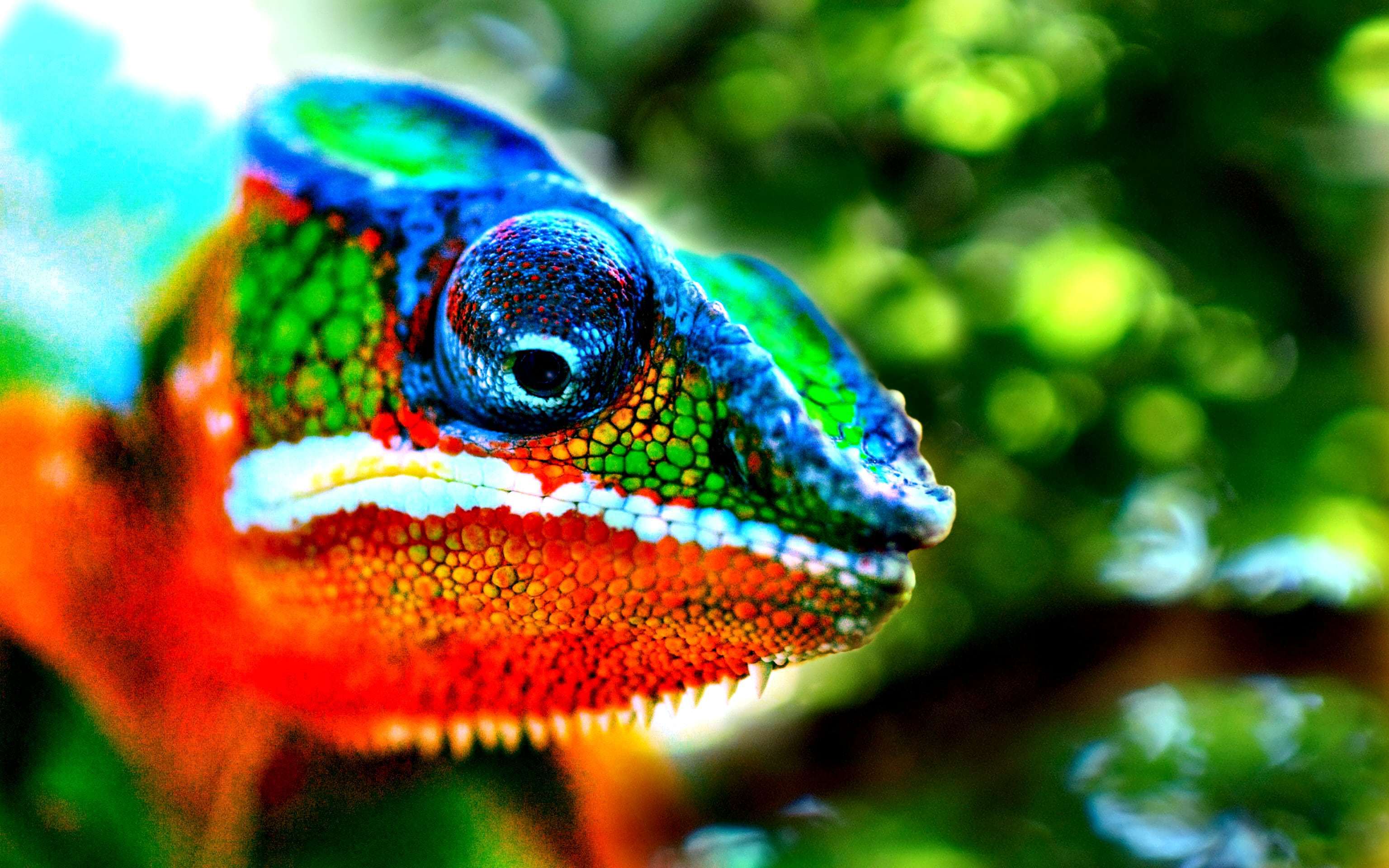 Chameleon Wallpaper Image Photo Picture Background