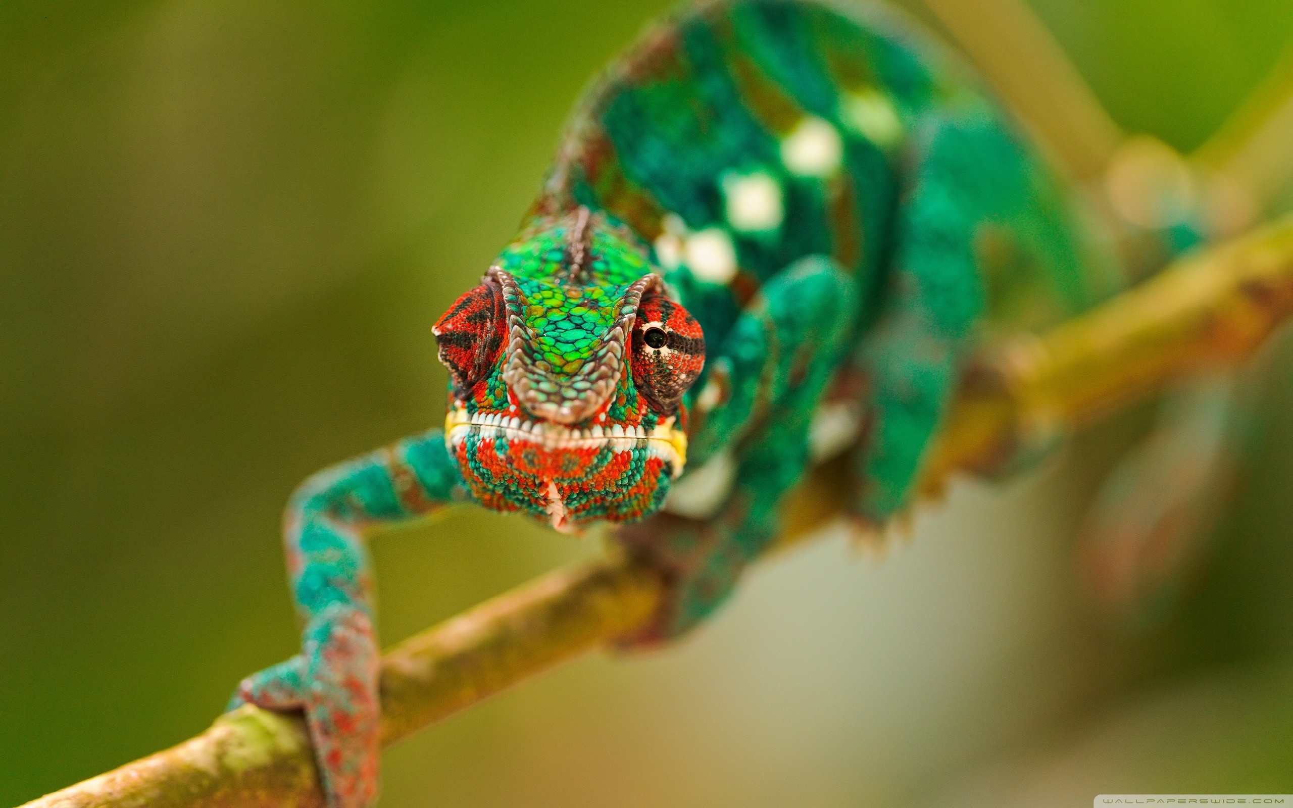 Colorful Chameleon Macro ❤ 4K HD Desktop Wallpaper for 4K Ultra HD