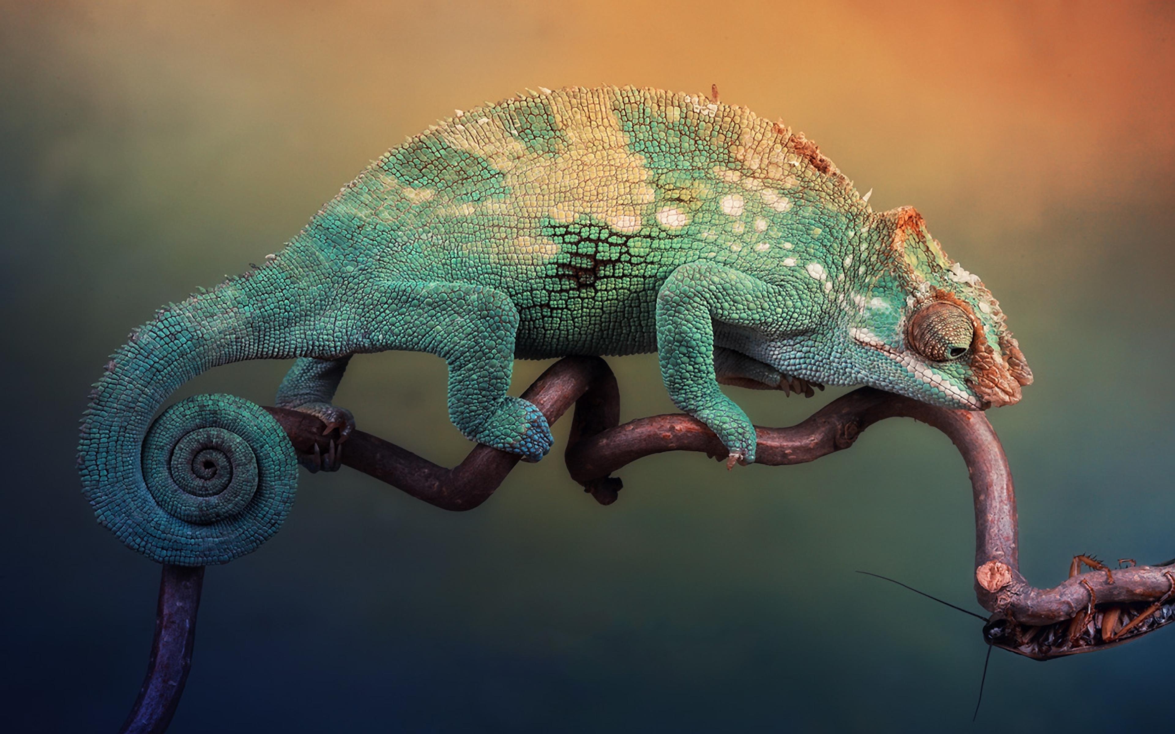 Chameleon Wallpaper #Y47HWV1 (3840x2400)