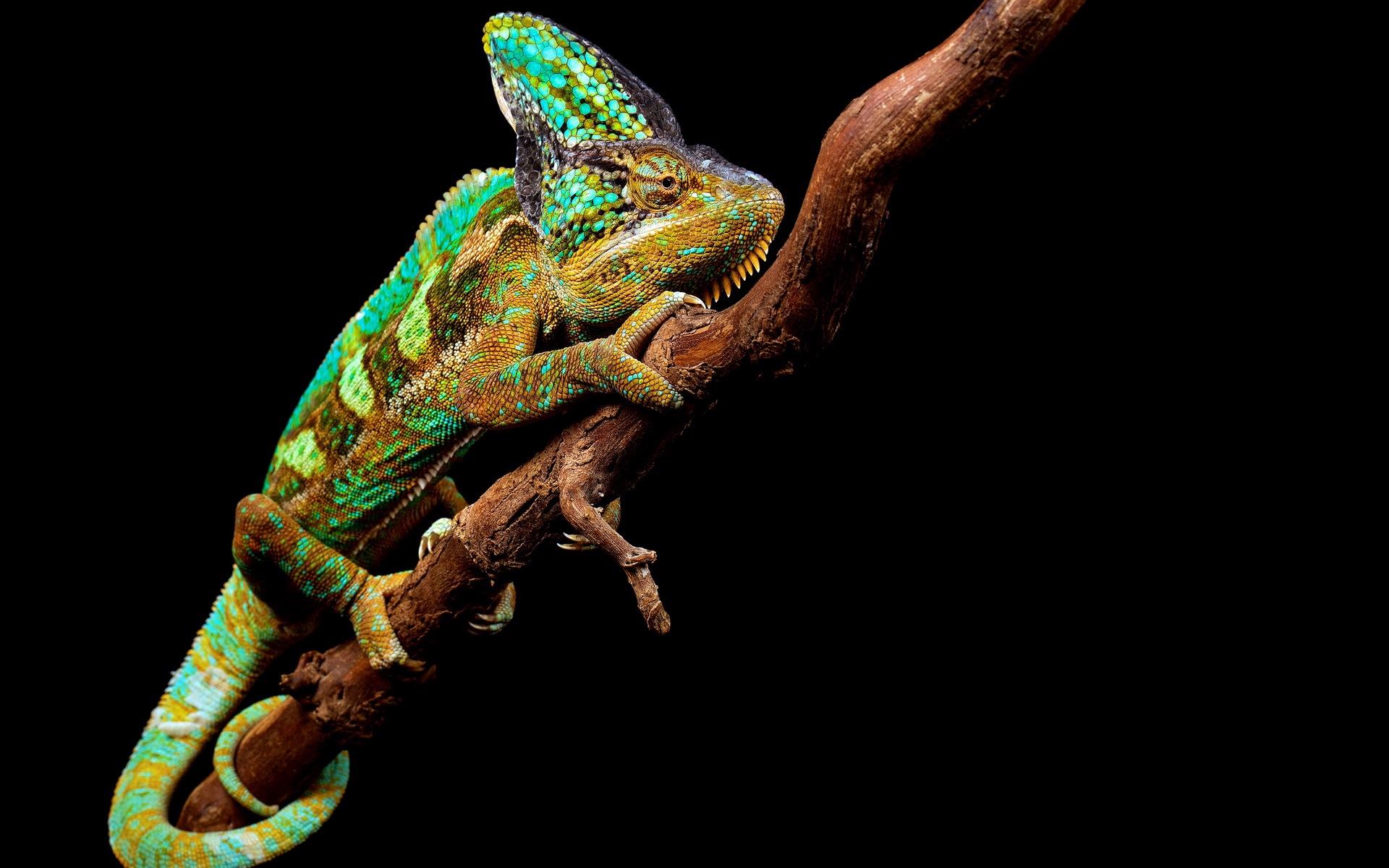 Download wallpaper 1920x1200 chameleon, reptile, branch HD background