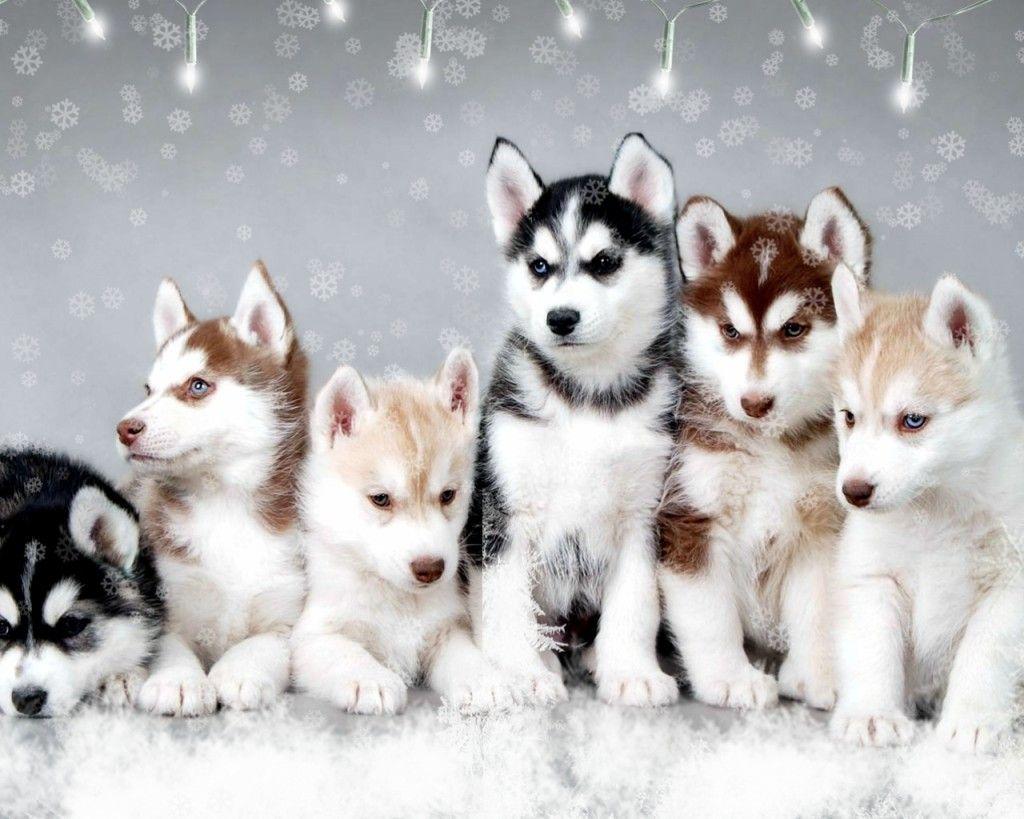 Pomskies Wallpapers - Wallpaper Cave