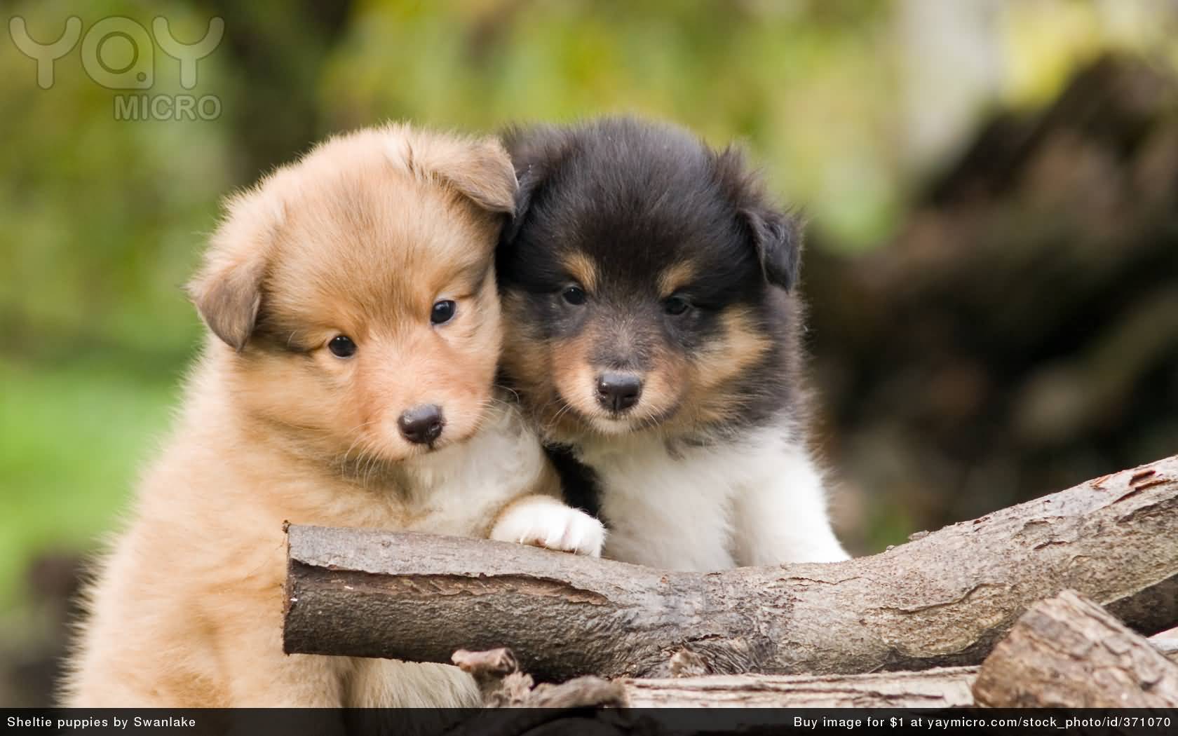 Cute Pomsky Puppies