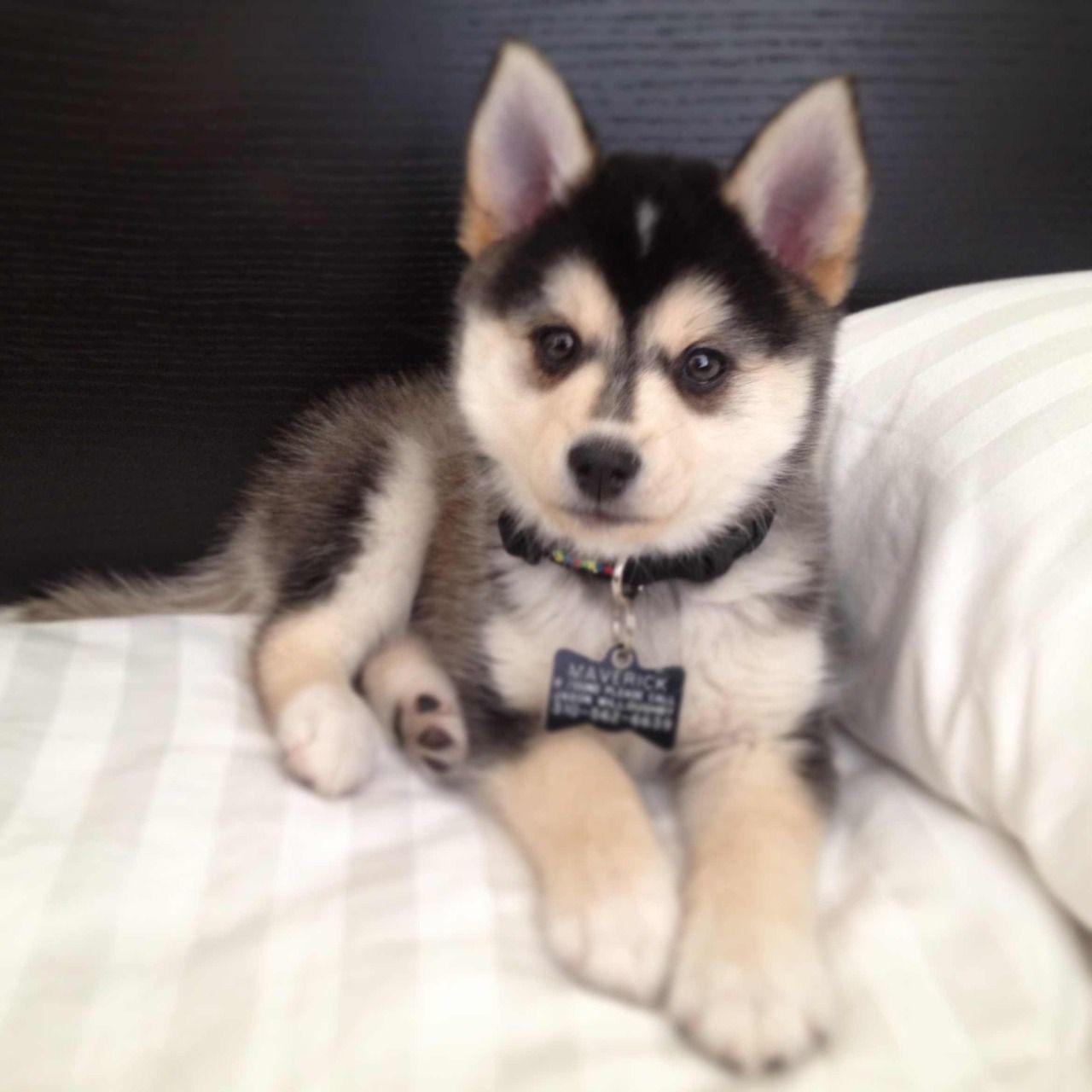 What Do You Know about the Latest Hybrid Dog “Pomsky”?. Animals