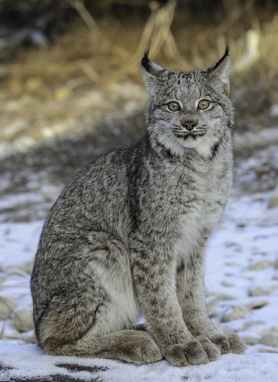 Pet Canadian Lynx HD Wallpaper, Background Image
