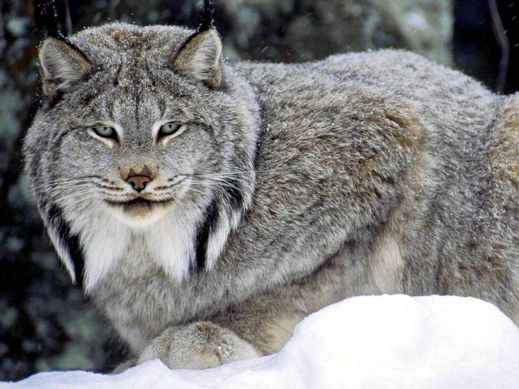 Canadian Lynx Wallpaper. Animals. Canada lynx, Animals