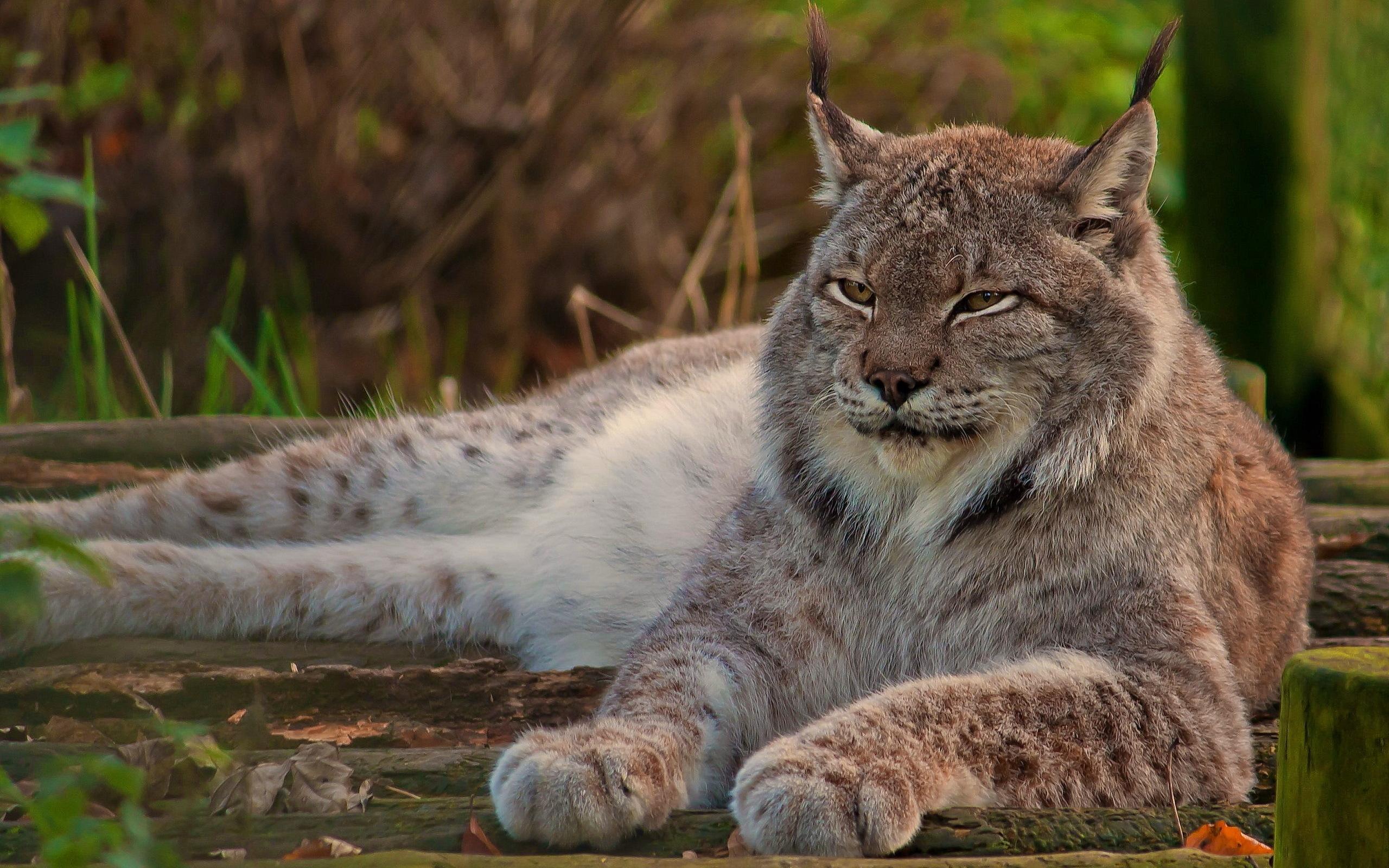 Canadian Lynx HD Wallpaper, Background Image