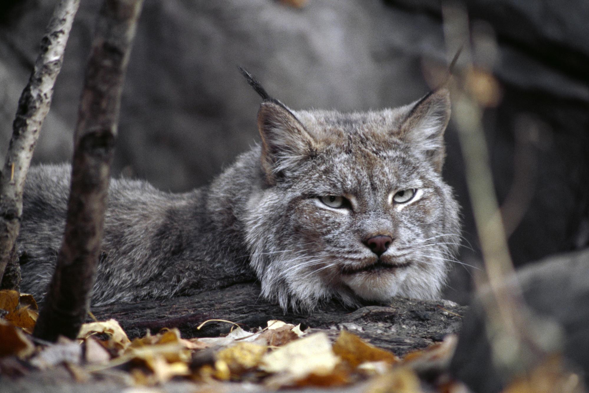 Animals image Canadian Lynx HD wallpaper and background photo