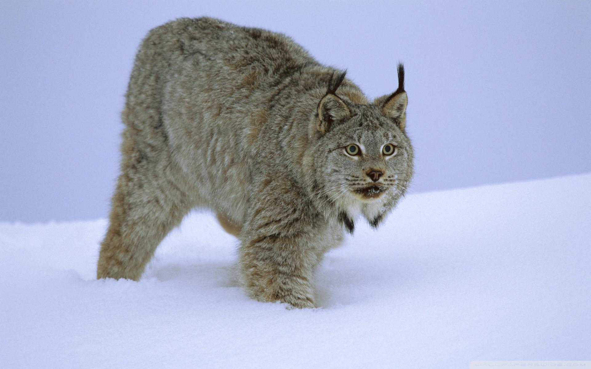 Stalking Canada Lynx Idaho ❤ 4K HD Desktop Wallpaper for 4K Ultra