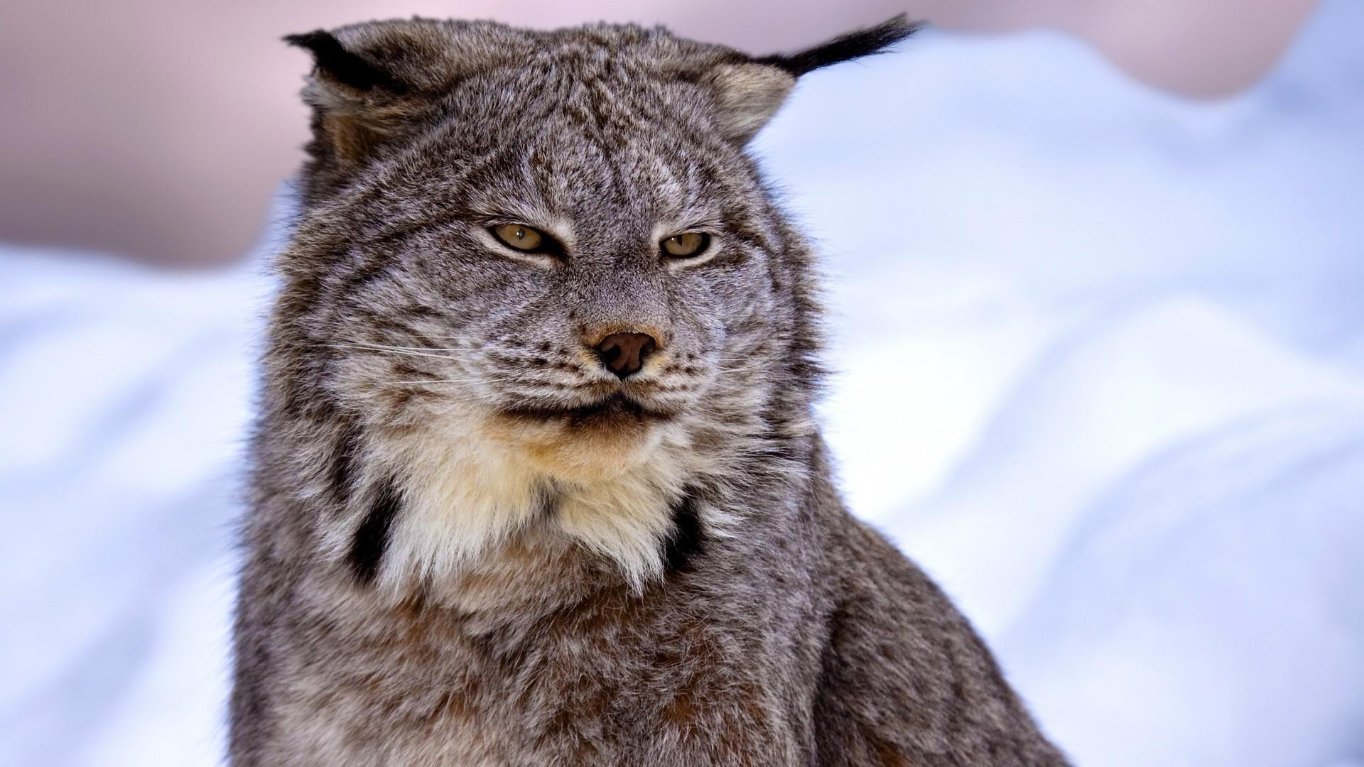 Canadian Lynx Snow HD Wallpaper, Background Image