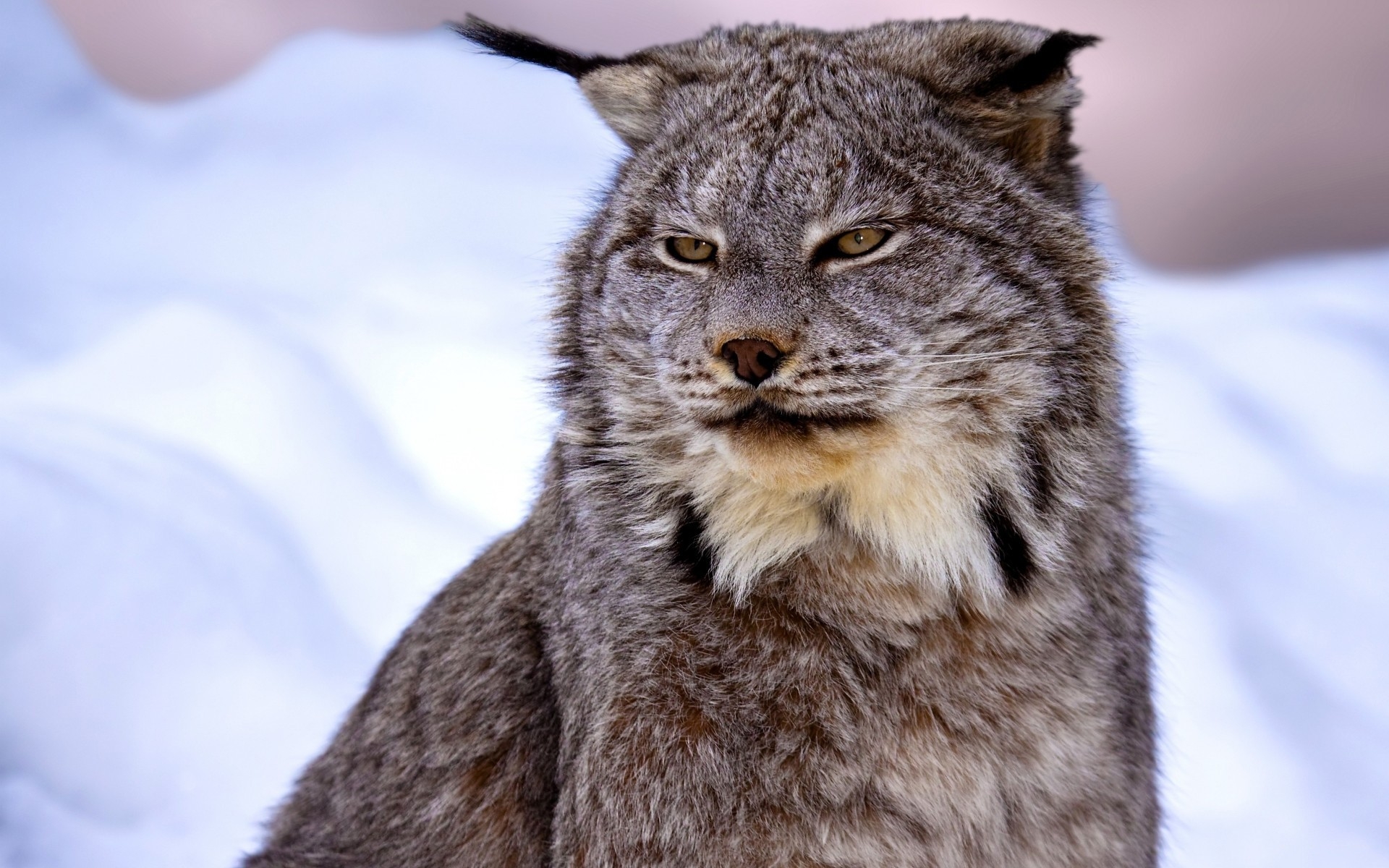 Wildlife, Small to Medium Sized Cats, Fauna, Felidae, Canada Lynx HD