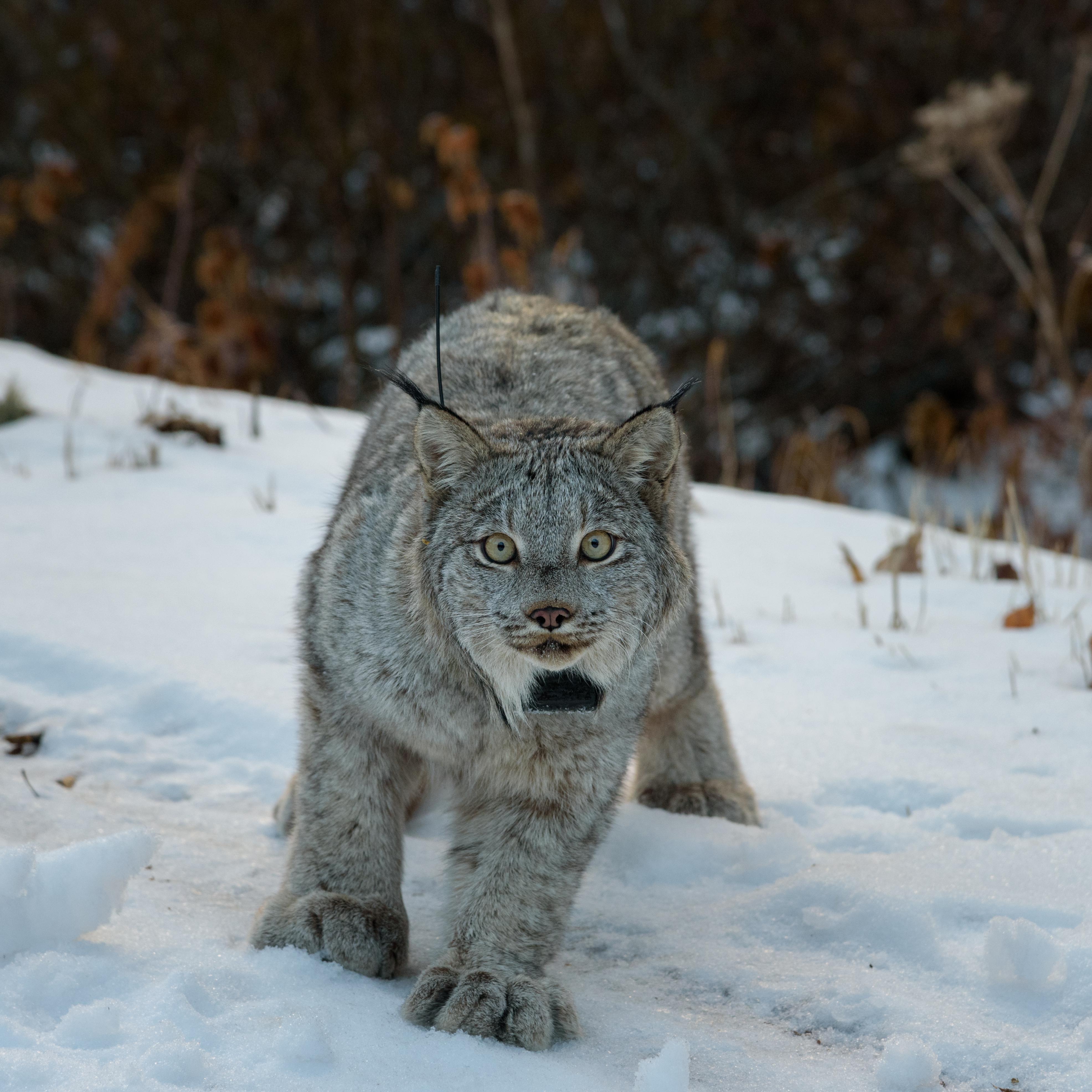 Canada lynx