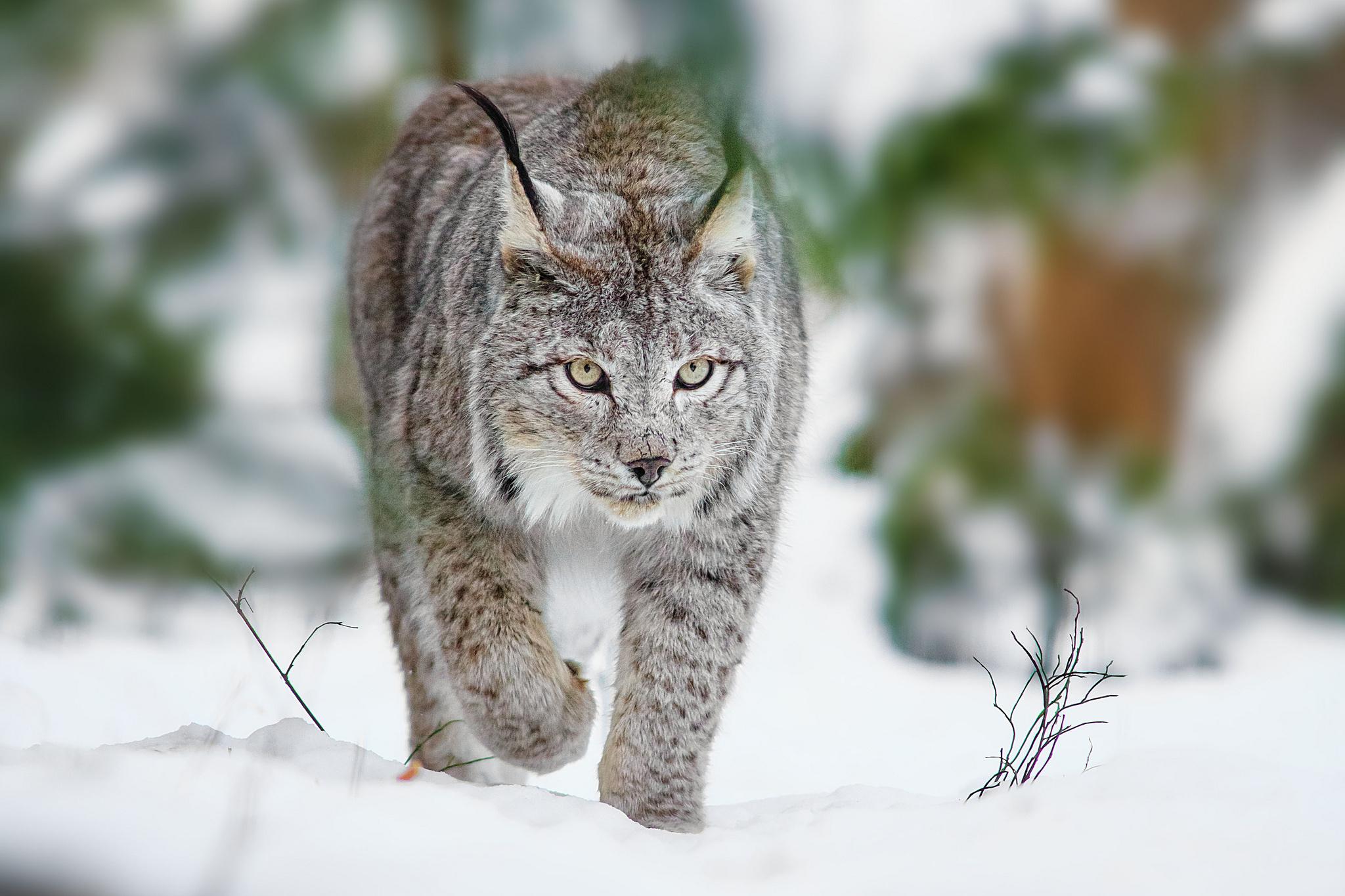 image Lynx Big cats Snow Animals 2048x1365
