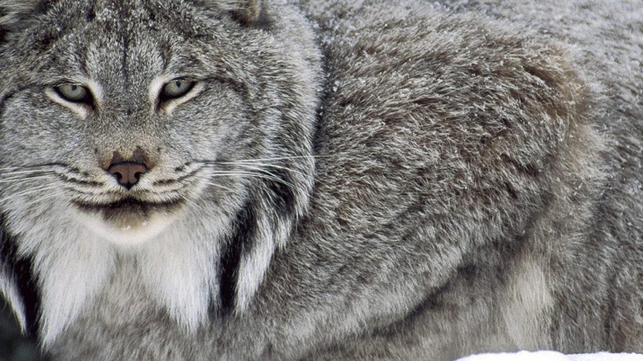 Canadian Lynx Drawing HD Wallpaper, Background Image