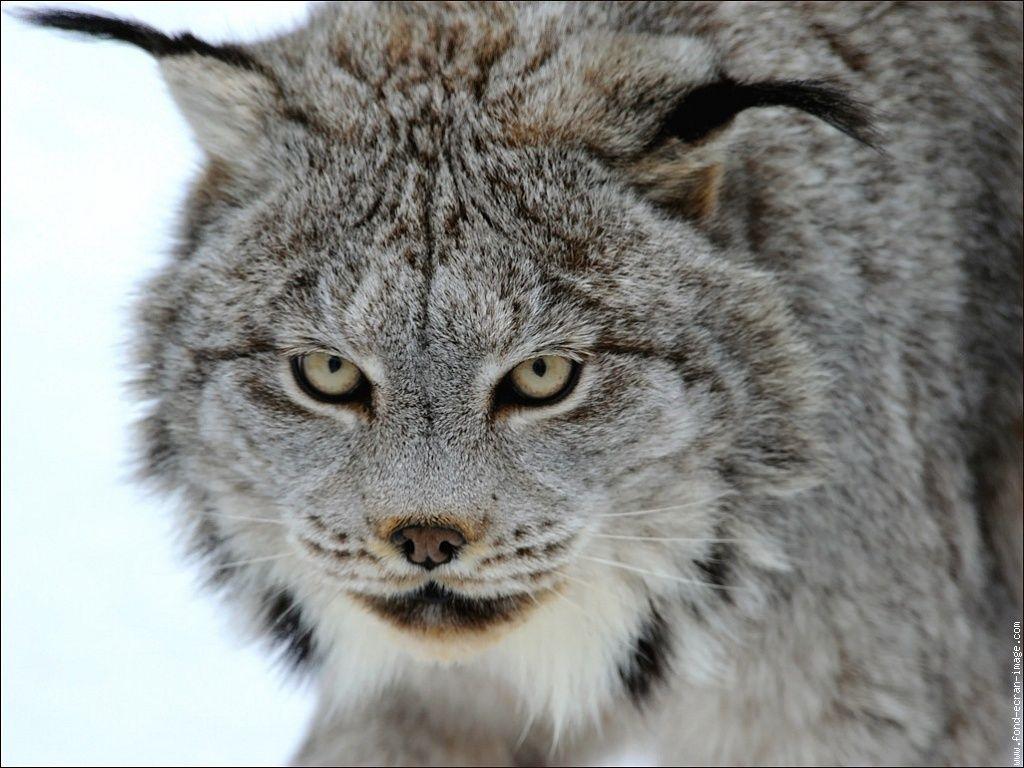 All Cats Are Purrfect, Big Or Small!. Lynx