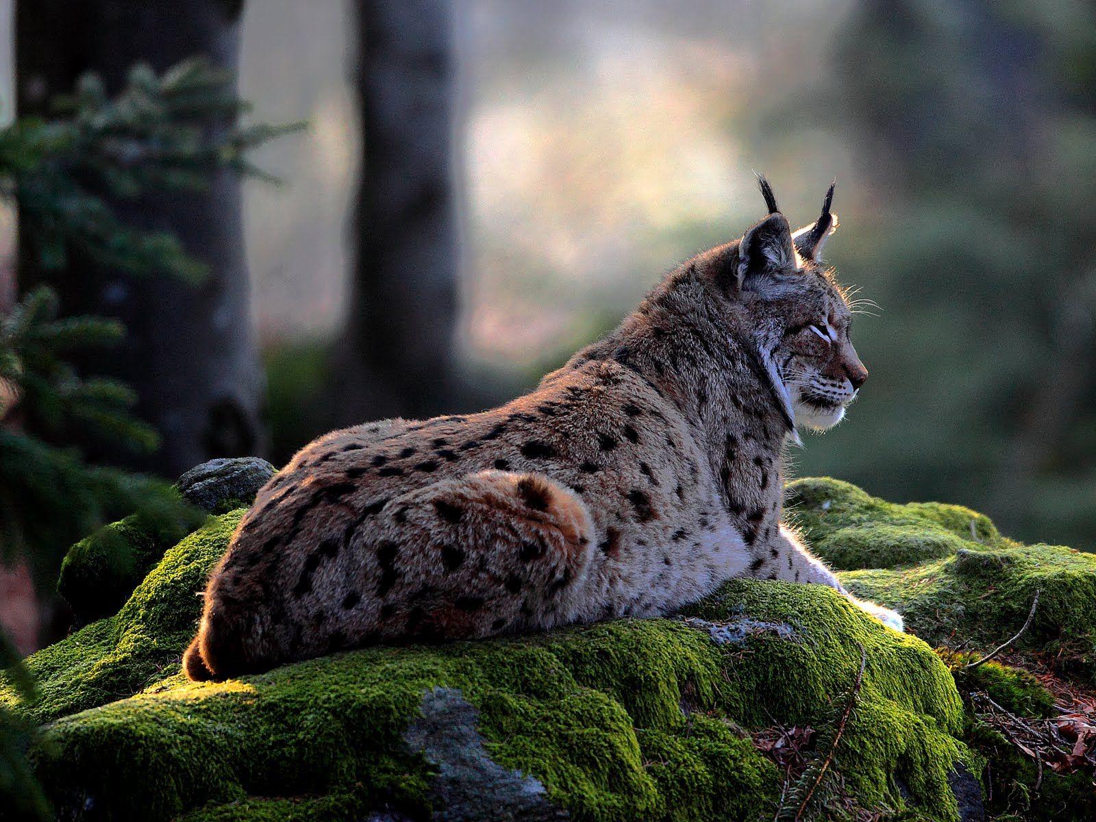 Canadian Lynx Wallpapers - Wallpaper Cave