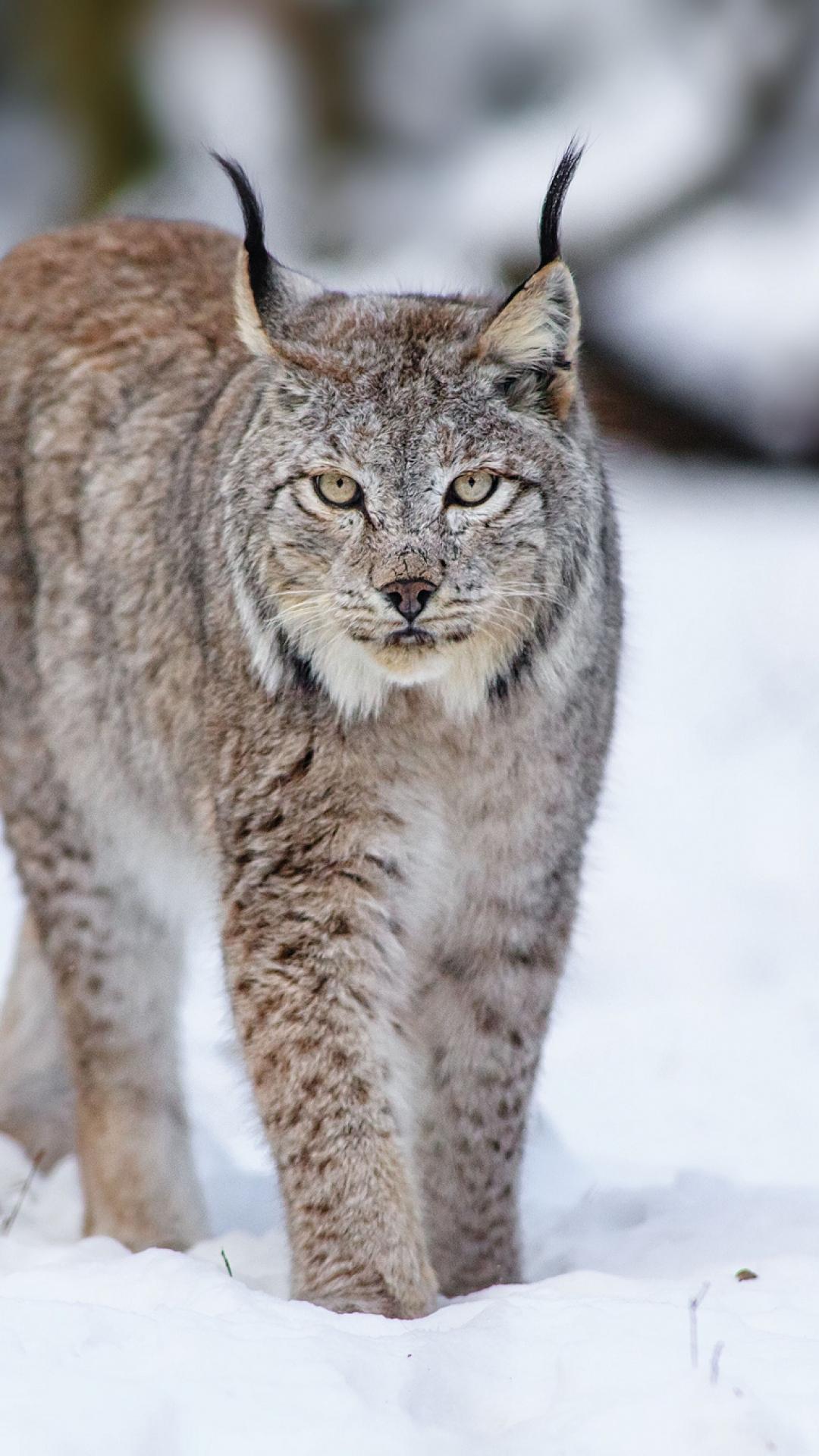 Canadian Lynx Wallpapers - Wallpaper Cave