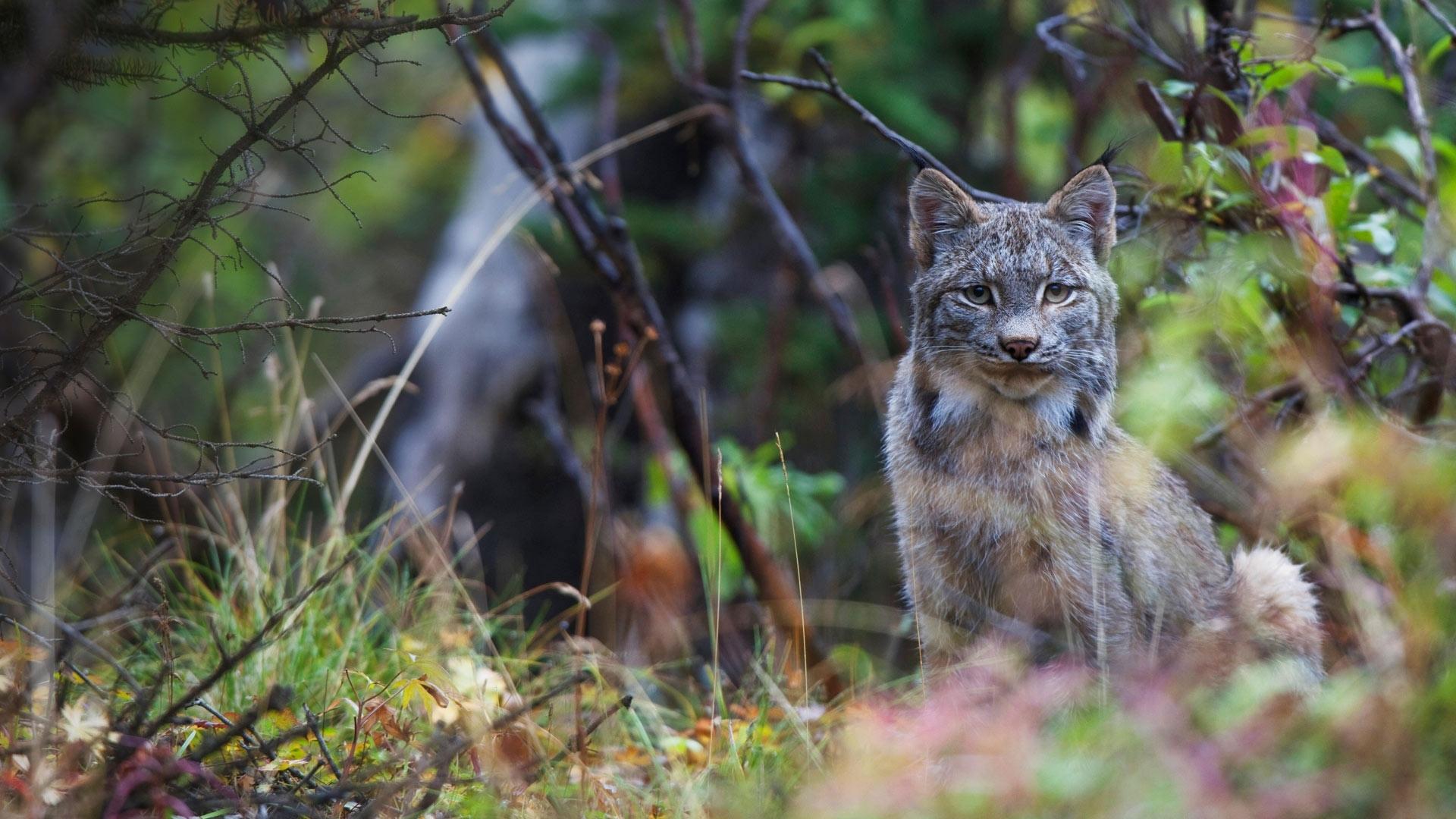 Download The Most Beautiful Stalking Canada Lynx Idaho Wallpaper