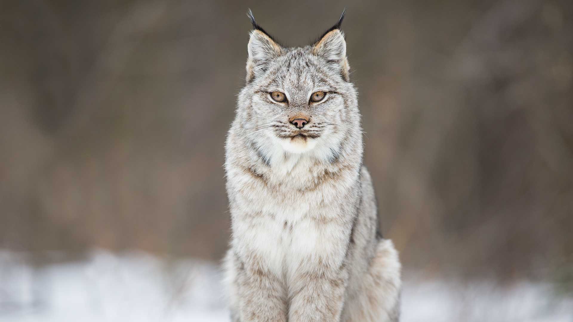 Free photo: Wild Lynx, Zoo, Nature