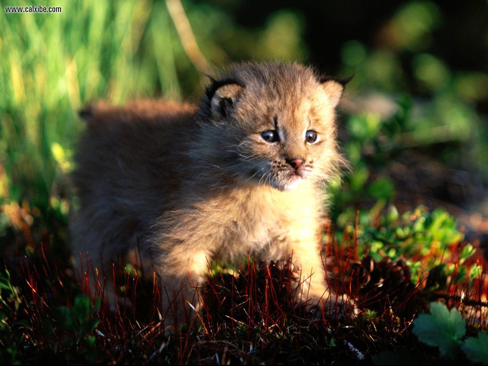 Animals image Canadian Lynx HD wallpaper and background photo