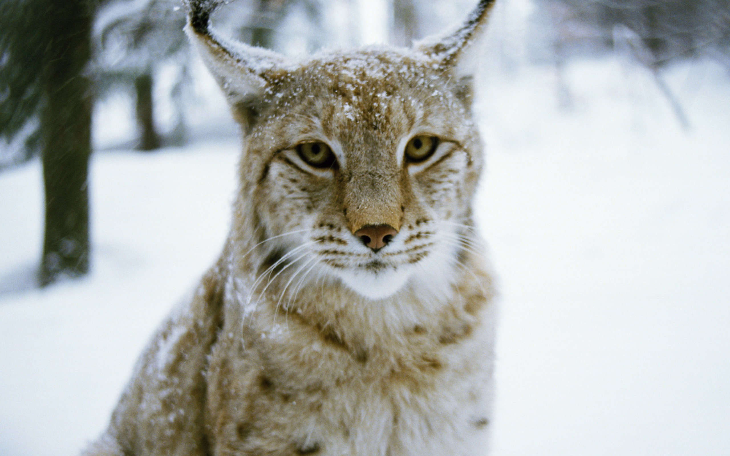 Download 2560x1600 Wallpaper Wildcat, Tiger, Canada Lynx, Mammal