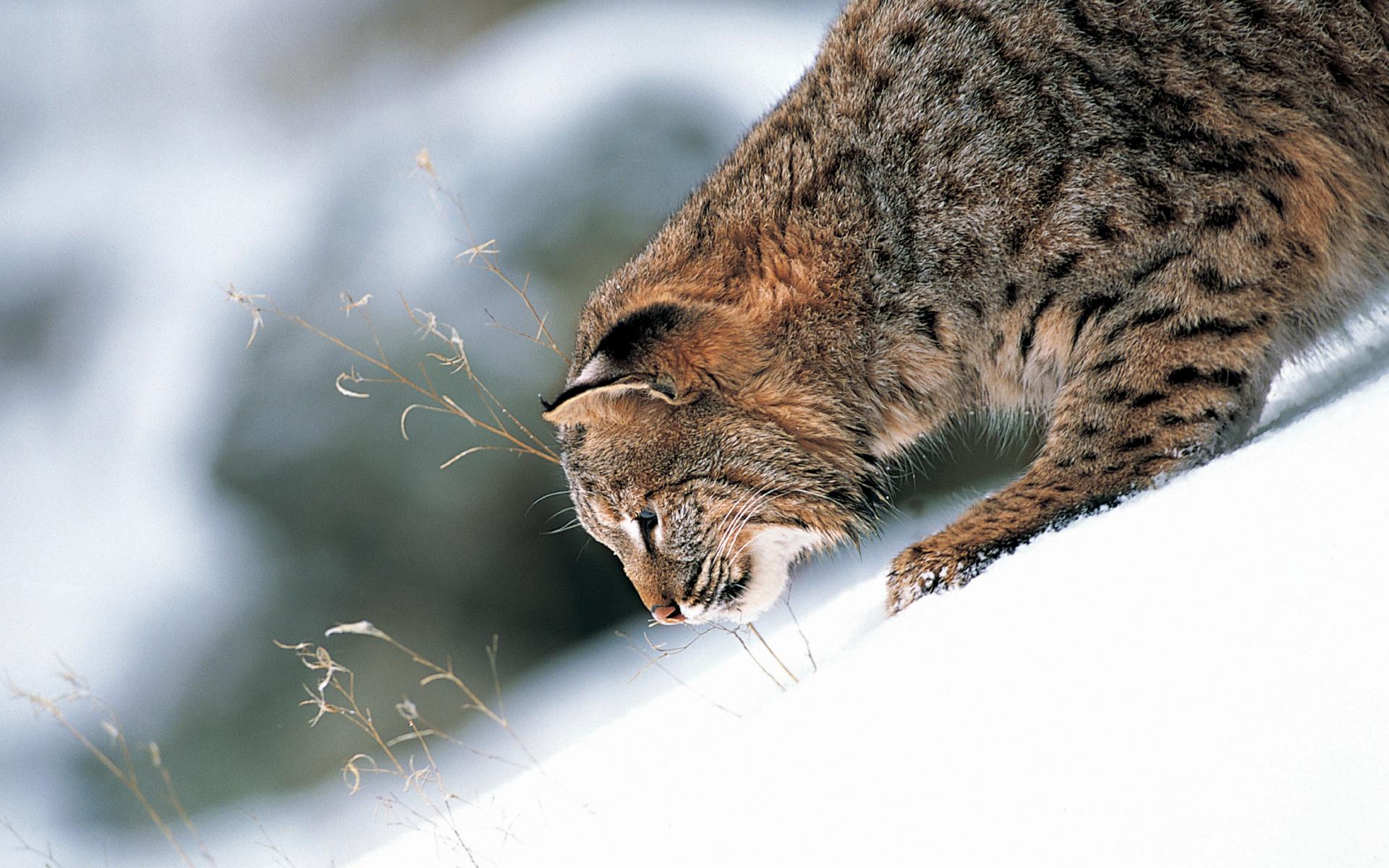 Canadian Lynx (Lynx canadensis) in Montana USA