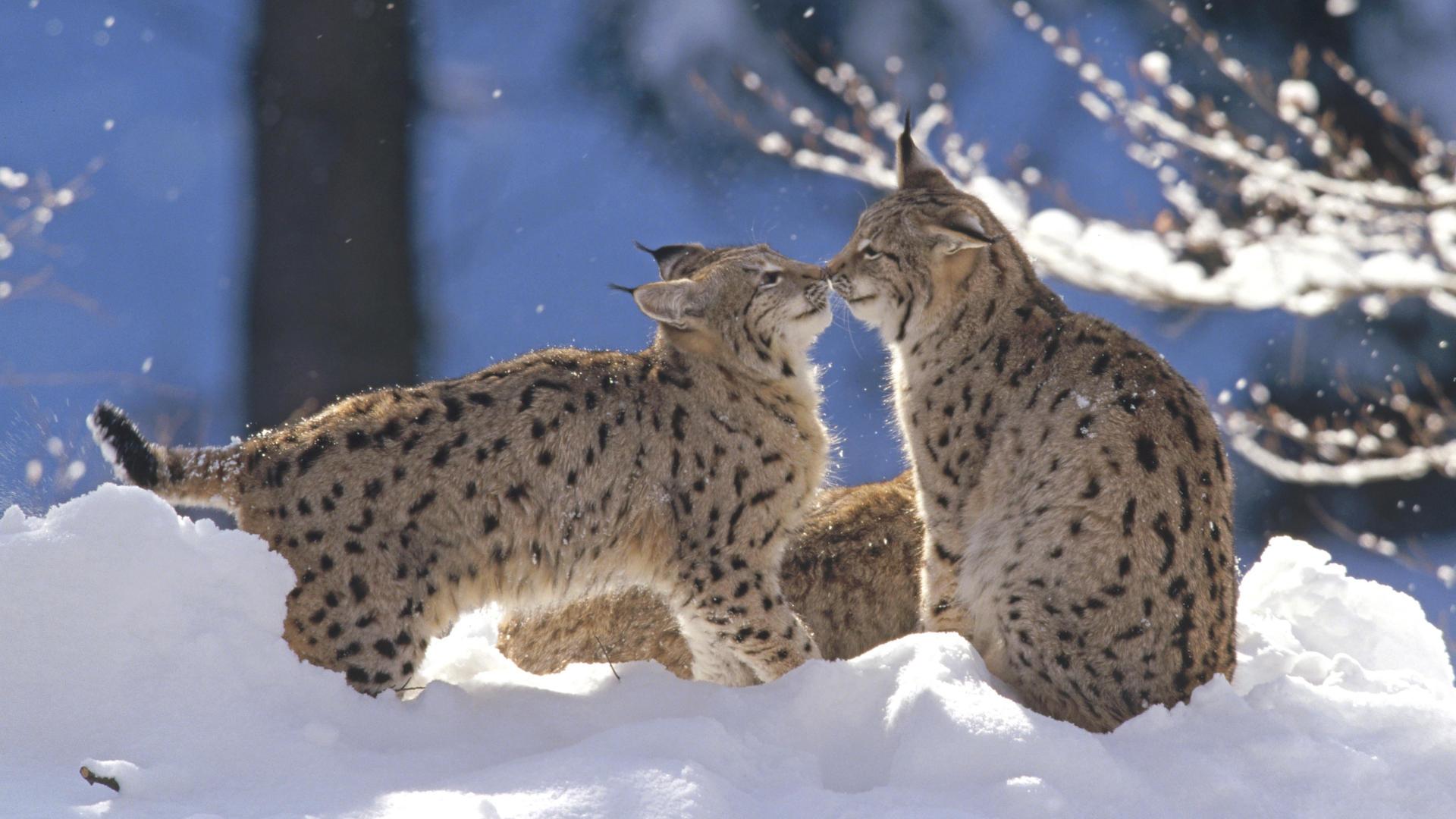 Wallpaper Big cats Eurasian Lynx Pair, Germany Animals