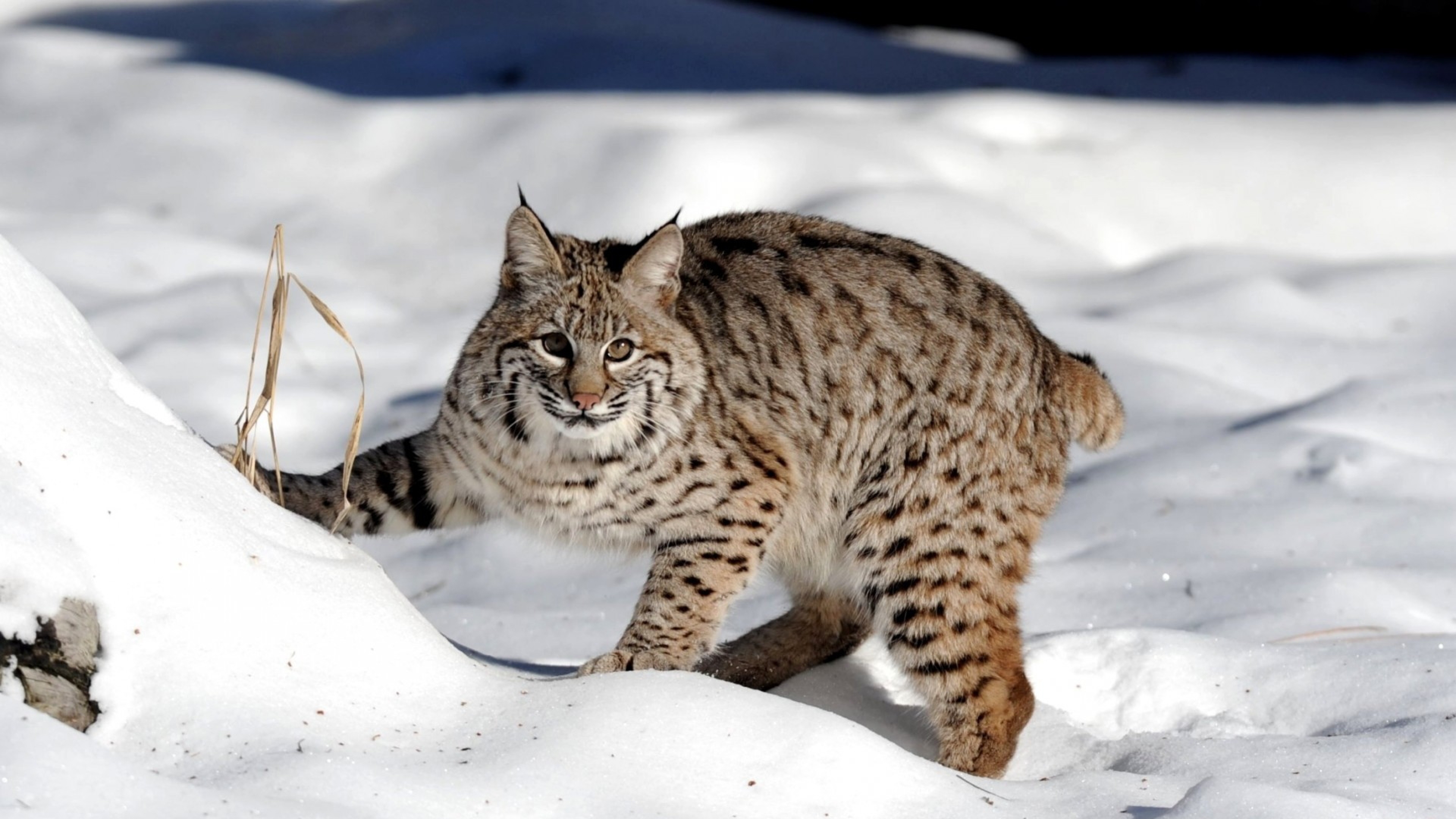 Predator Clipart canadian lynx 20 X 2160