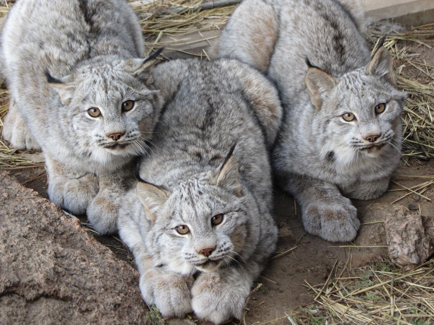 11 Canadian Lynx Paws Cute « Why Evolution Is True