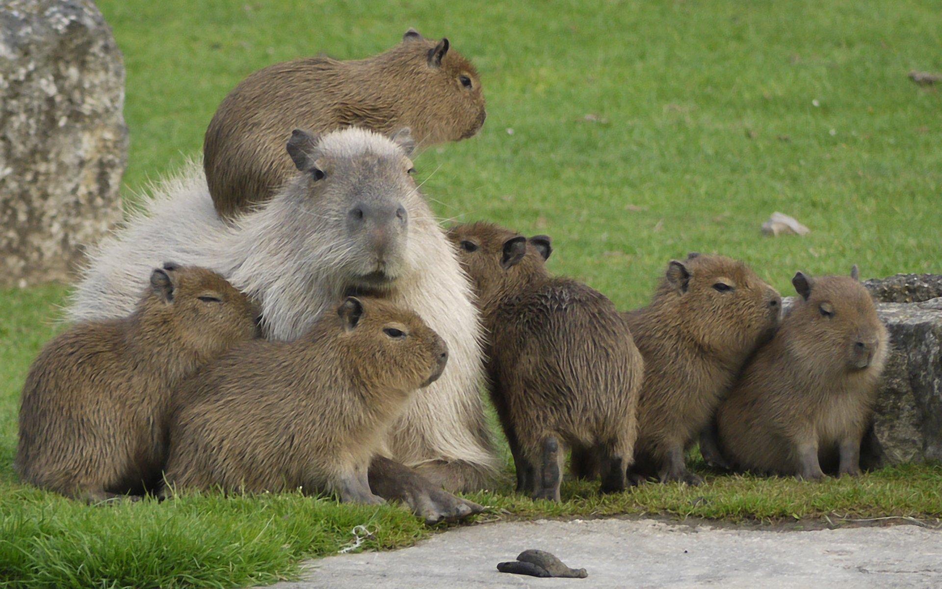 Capybara Family