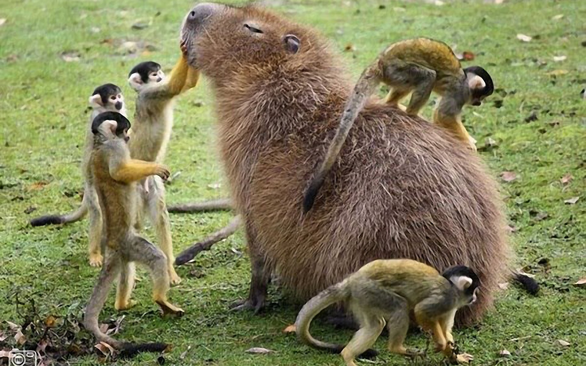 Capybara HD Wallpaper