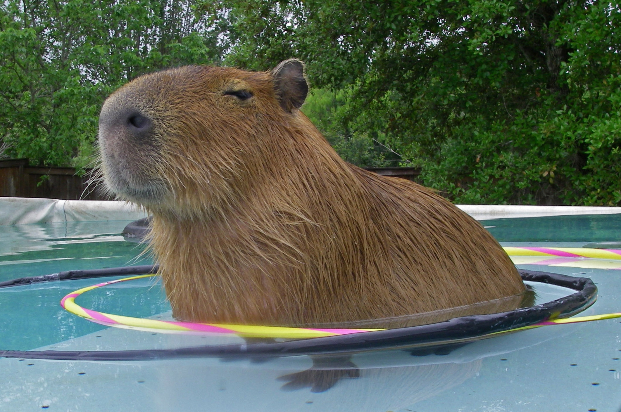 Capybara Wallpaper Image Photo Picture Background