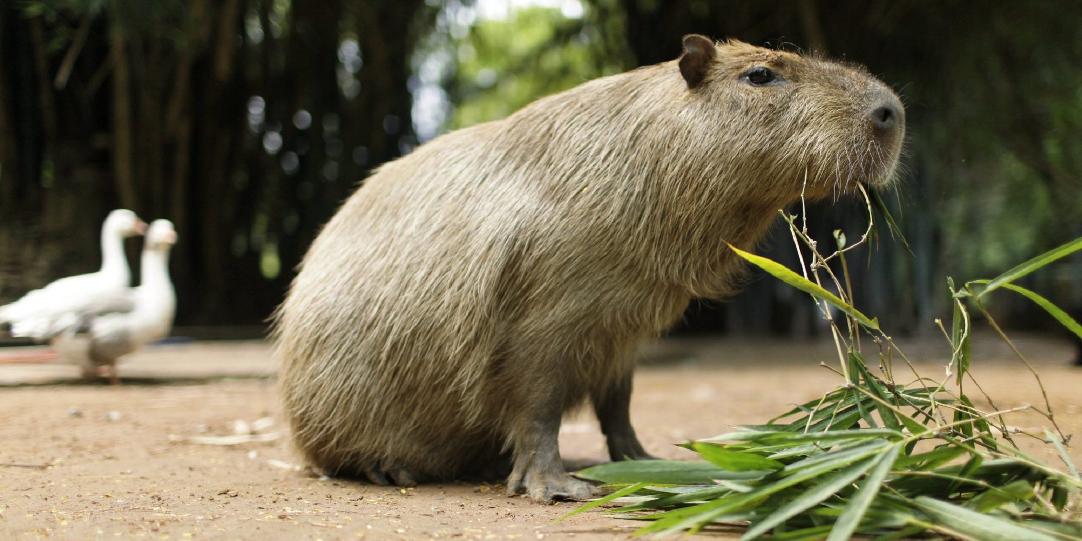 Capybara HD