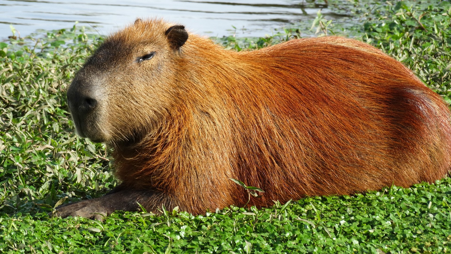 Capybara HD Wallpaper
