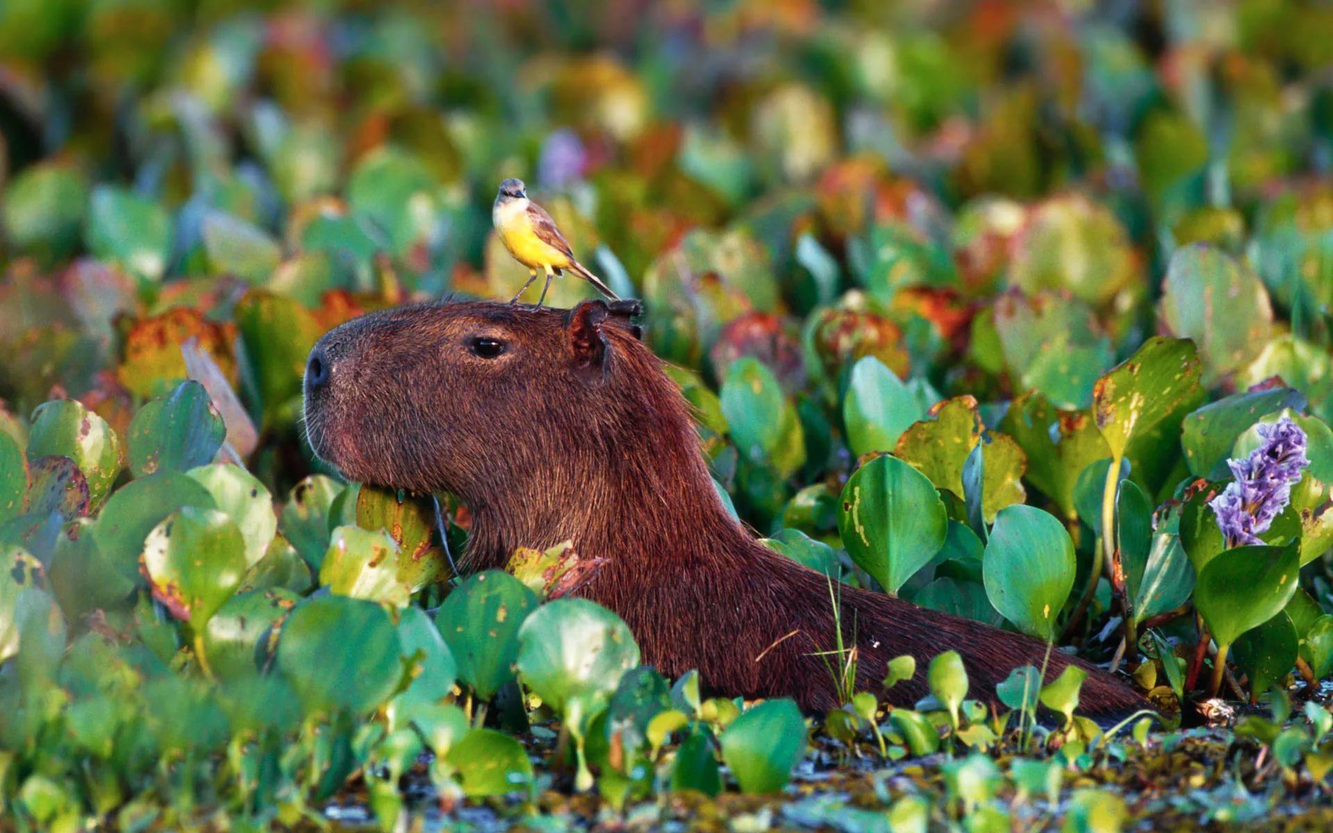 Capybara Wallpaper Widescreen Image Photo Picture
