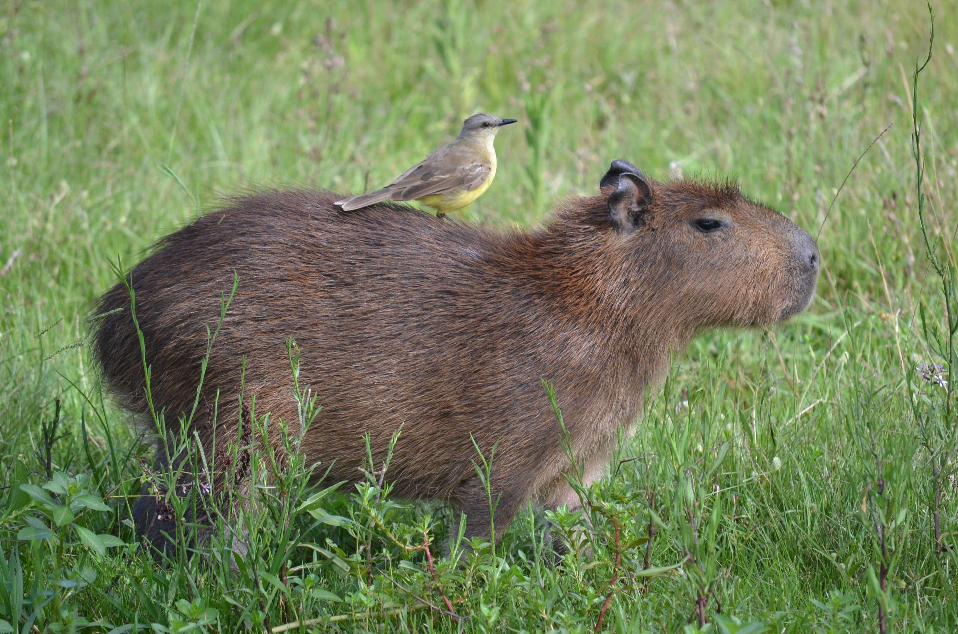 Capybara Wallpaper Image