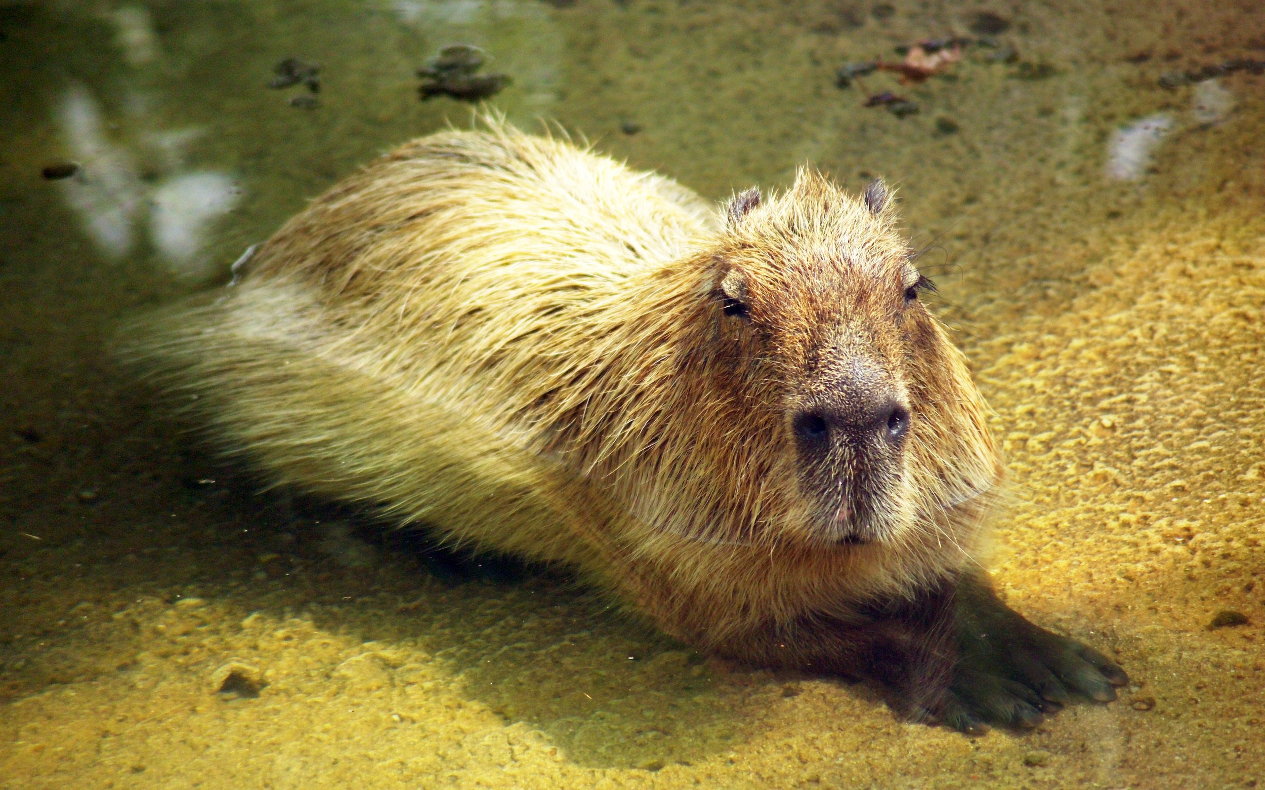 Wallpaper Capybara in water 2560x1600 HD Picture, Image