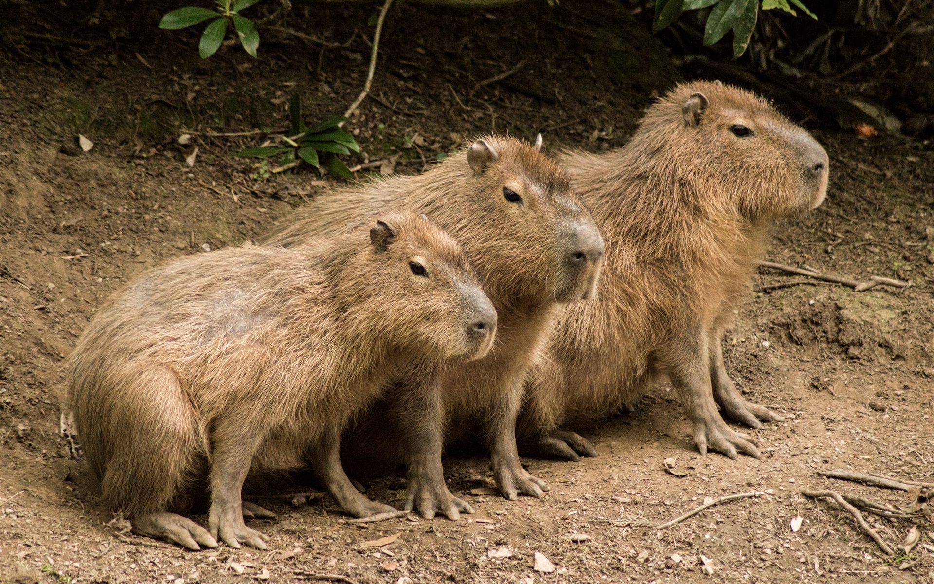 Wallpaper Three cute capybaras 1920x1200 HD Picture, Image