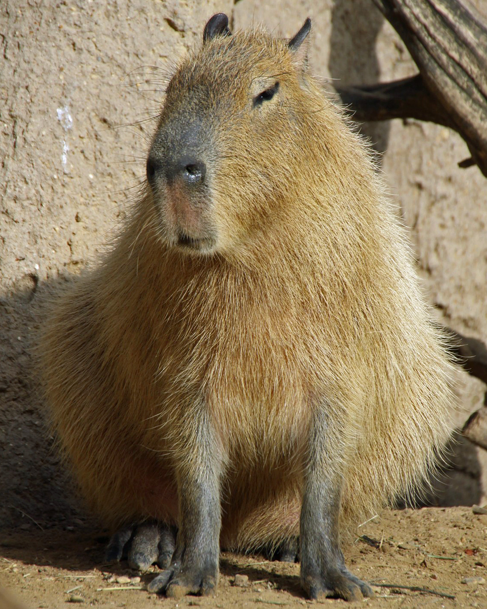 Capybara Wallpaper High Quality