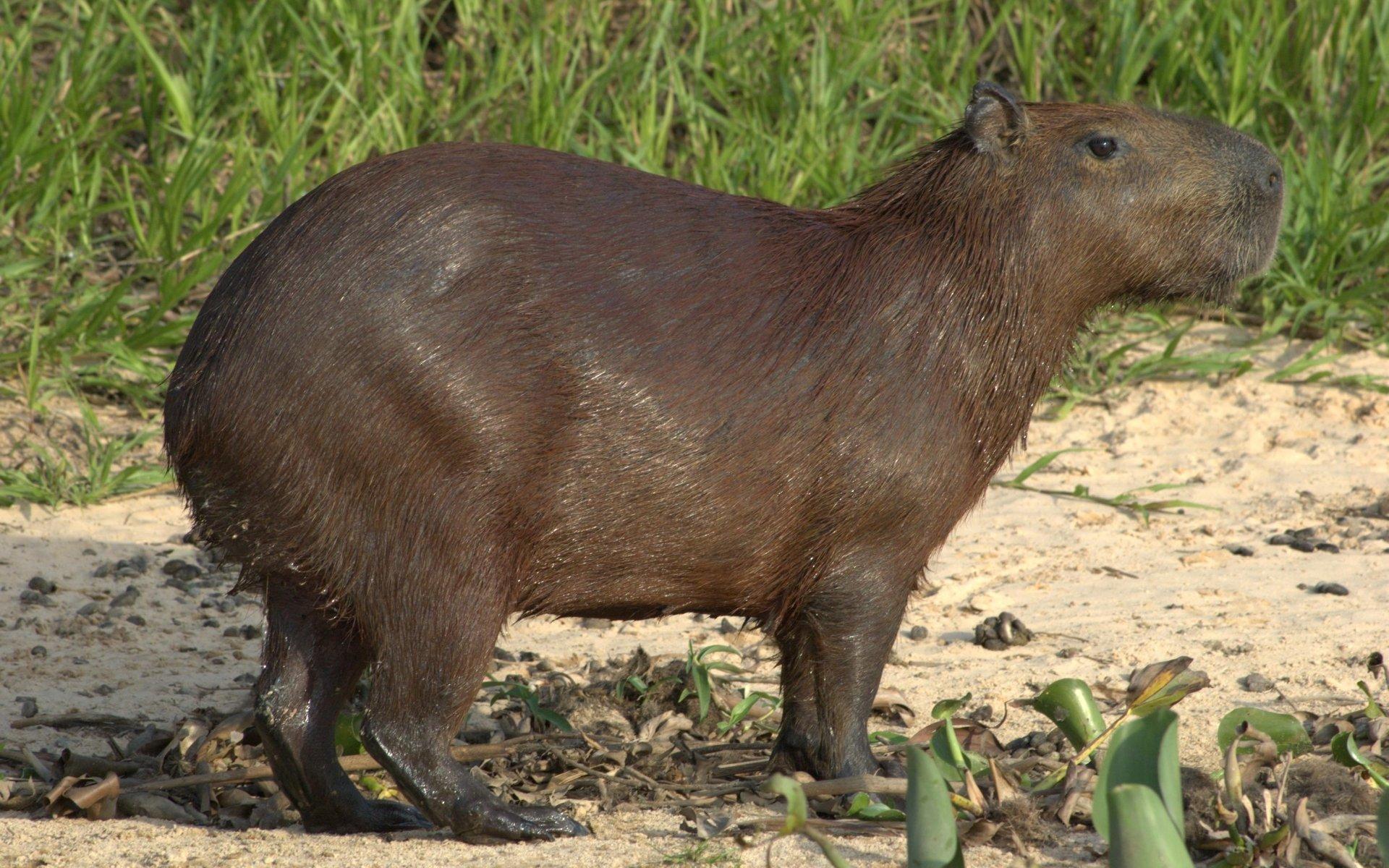 Capybara HD Wallpaper and Background Image