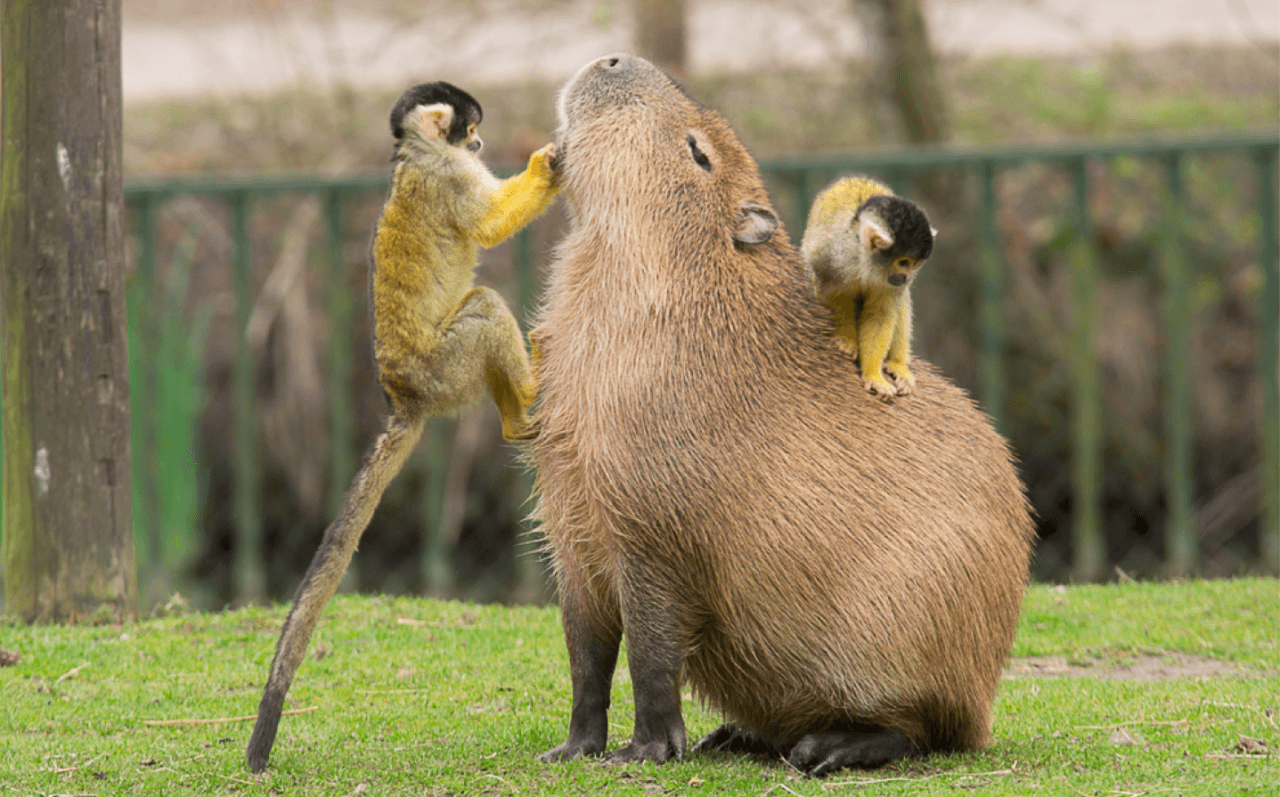 Making friends with a Capybara