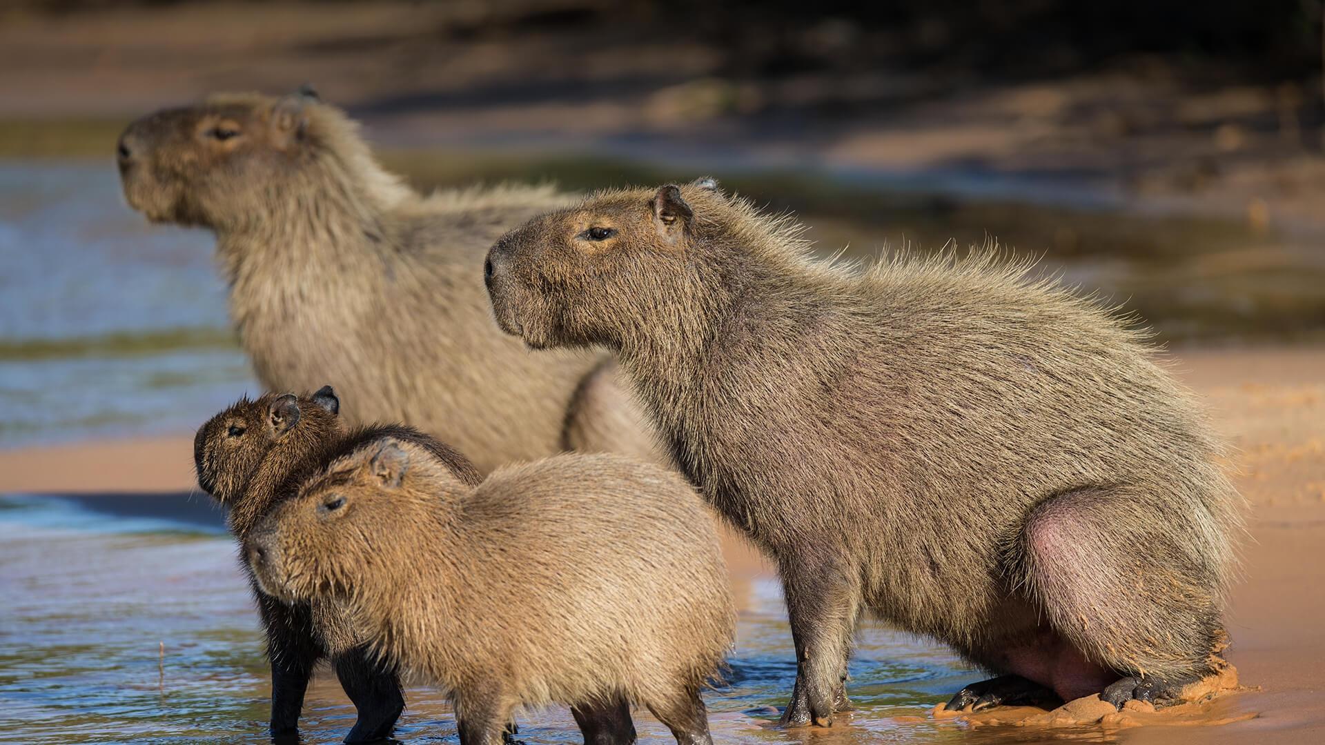 Capybaras Enjoying The Sun