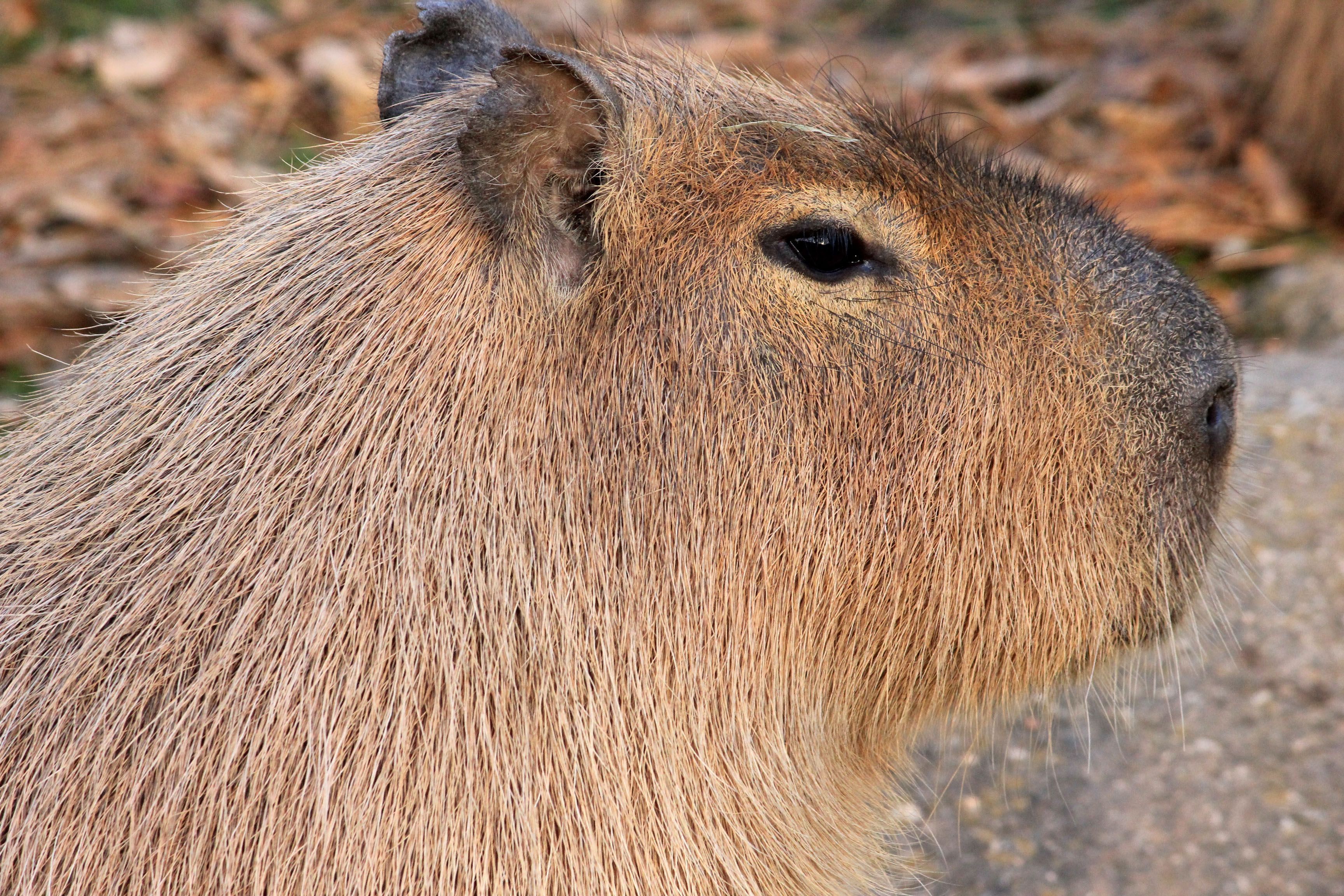 Capybara Wallpaper Background