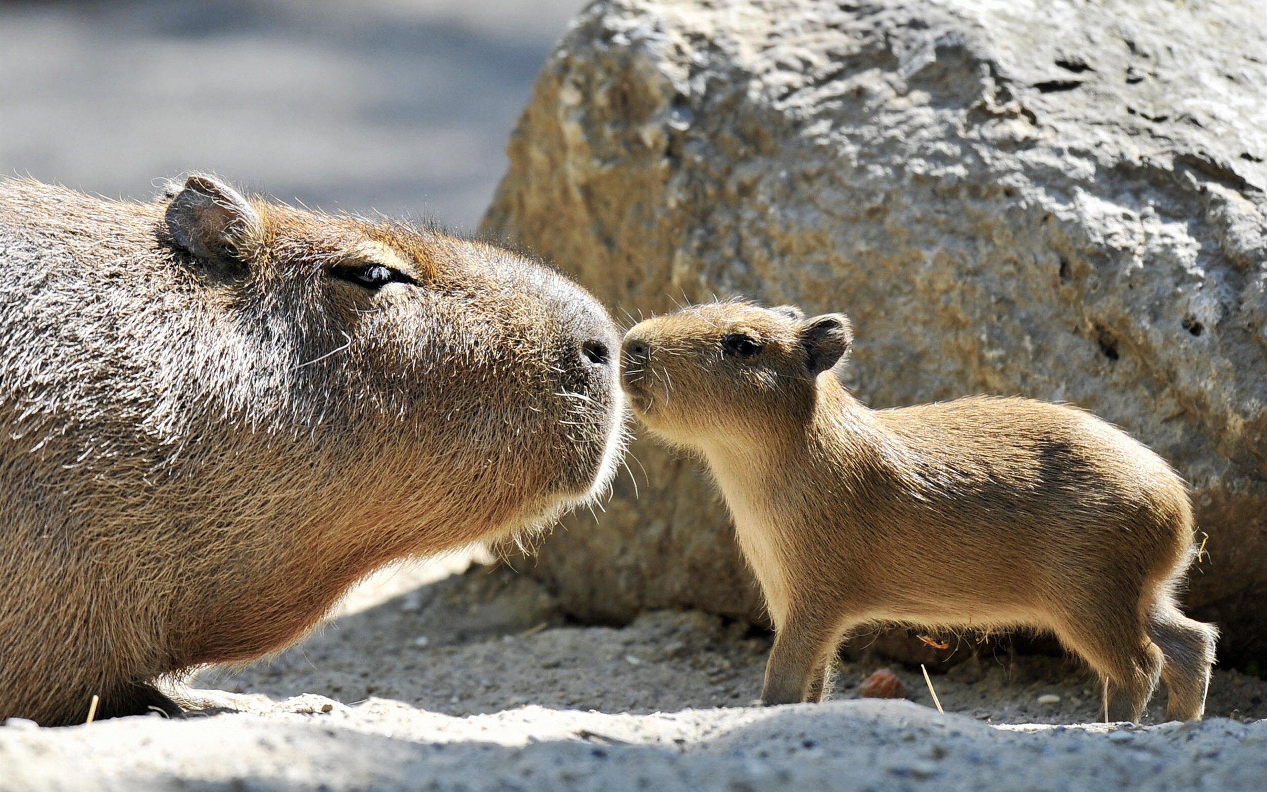 Wallpaper Capybara family, love kiss 2560x1600 HD Picture, Image