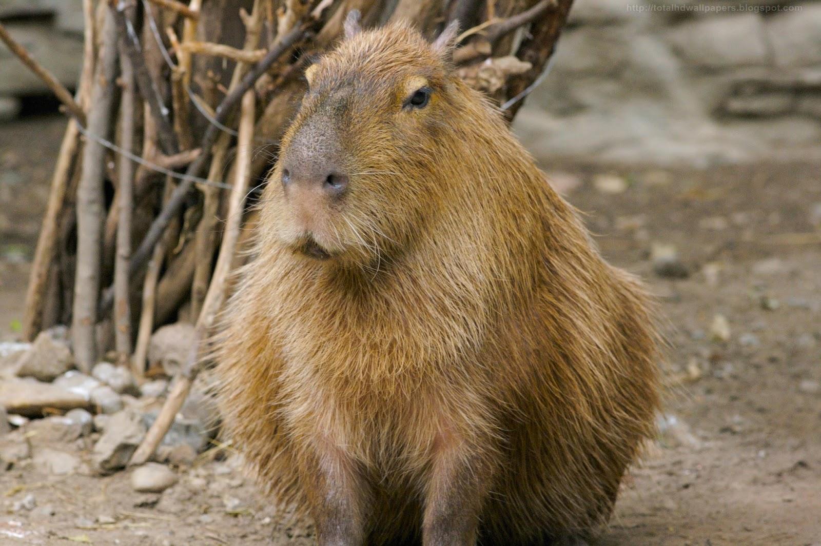 AI generated abstract capybara wallpaper  rcapybara