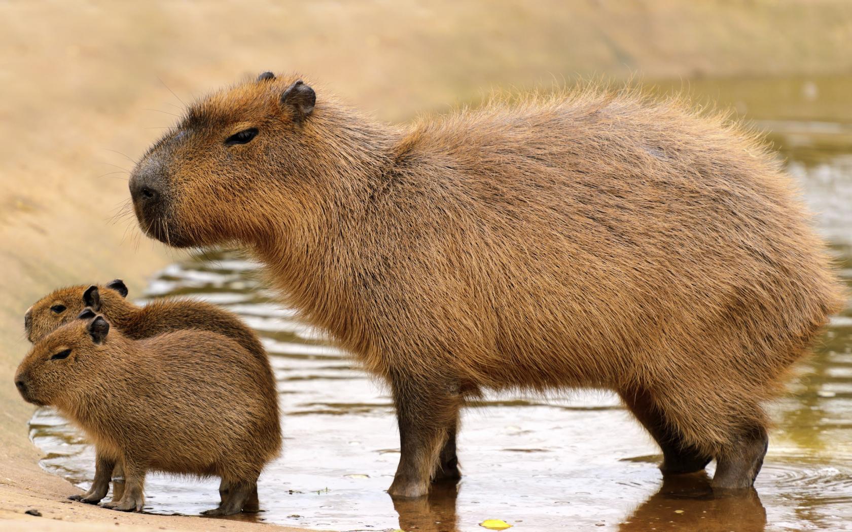 Capybara Swimming