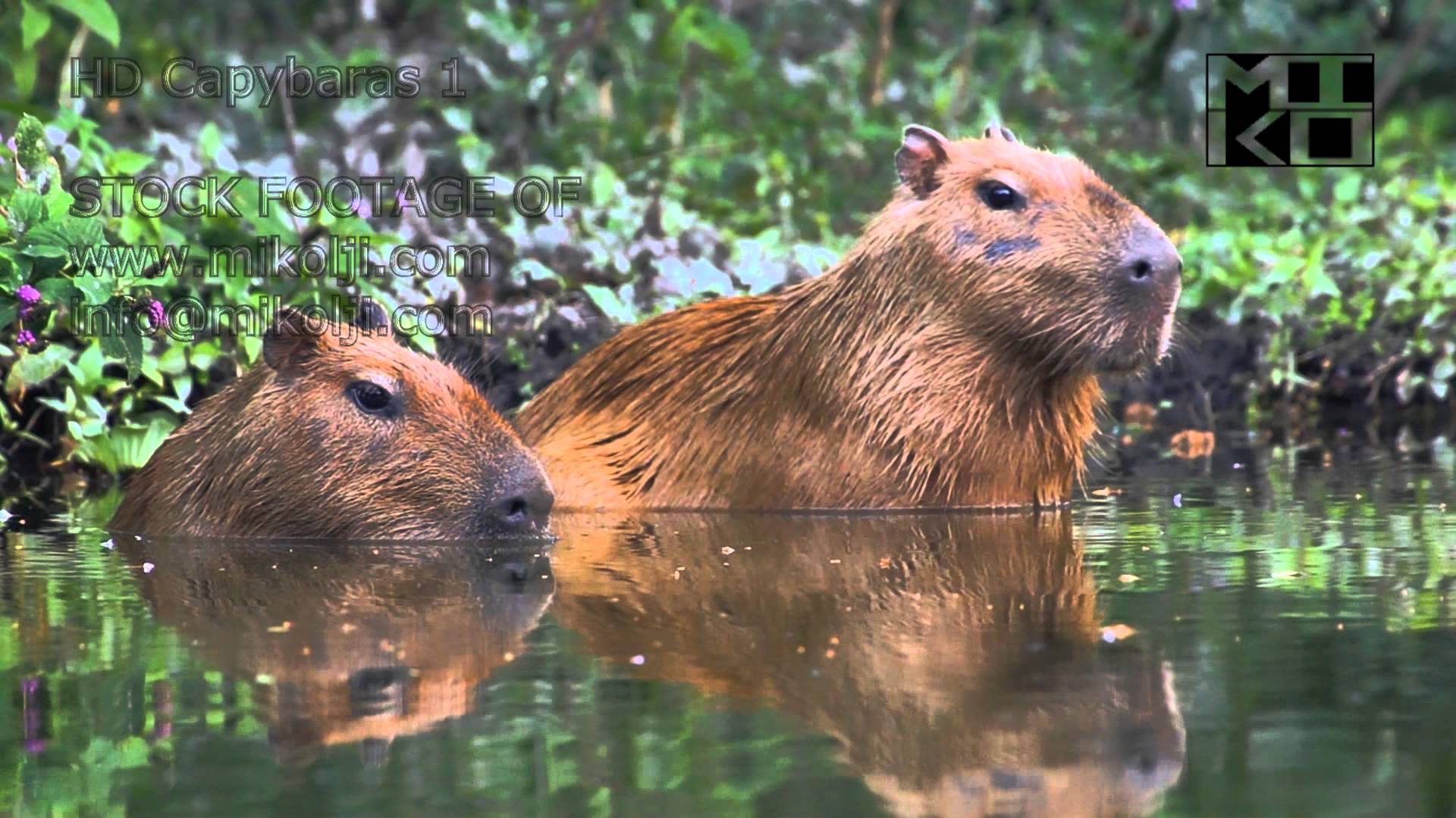 Capybara Wallpaper