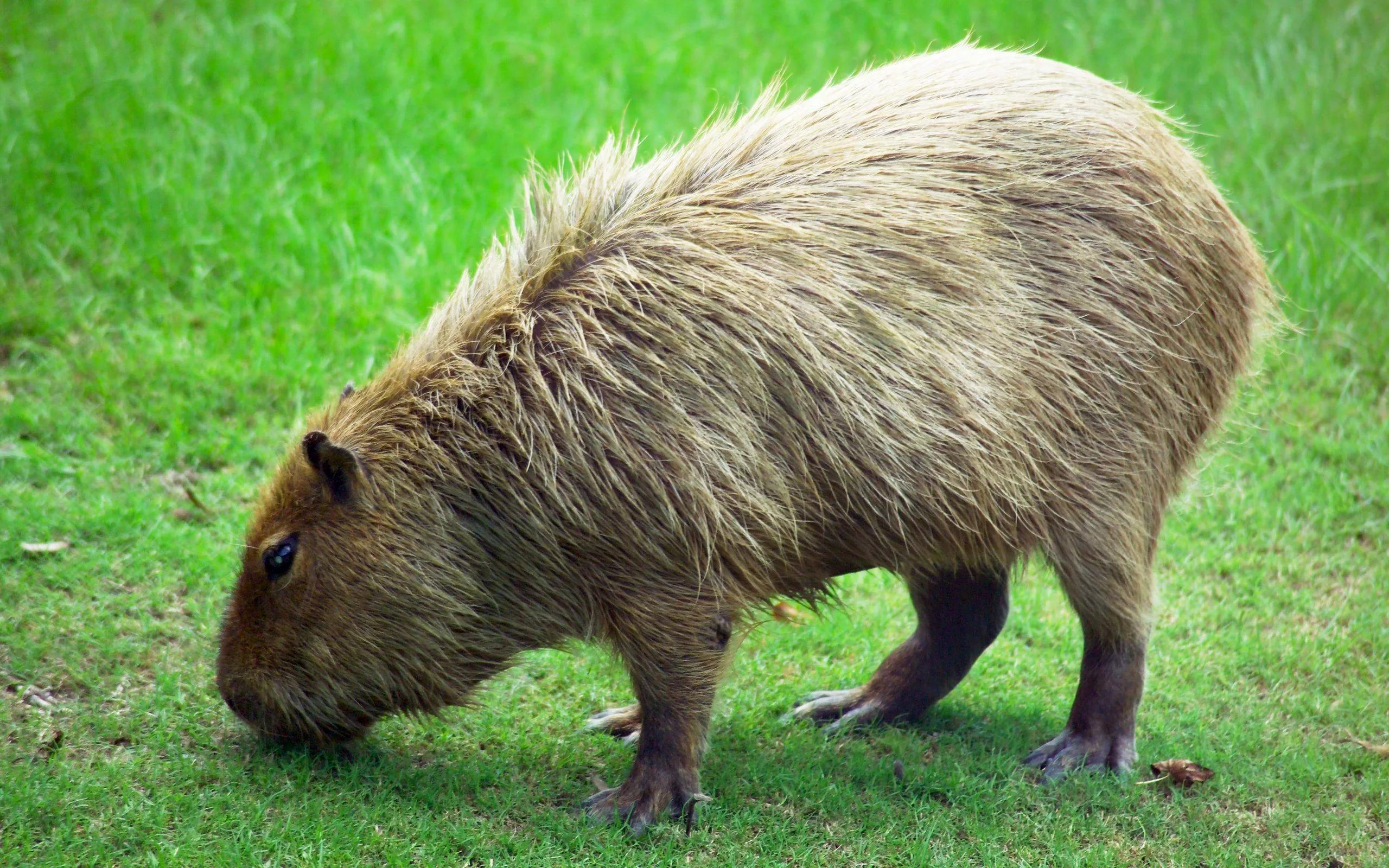 Capybara HD Wallpaper free