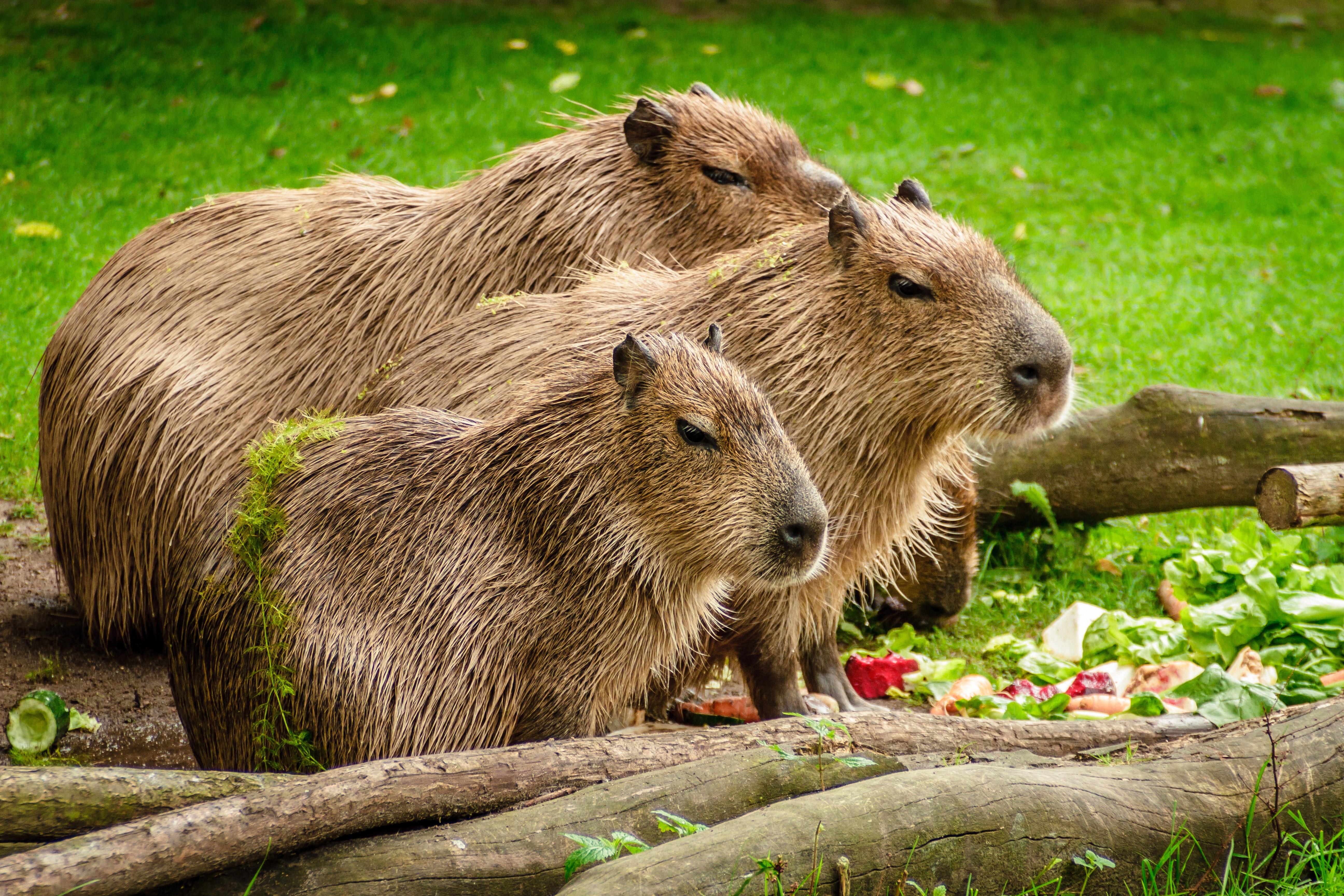 Beautiful Capybara Photo