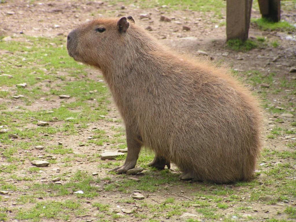 New Capybara Photo View Wallpaper
